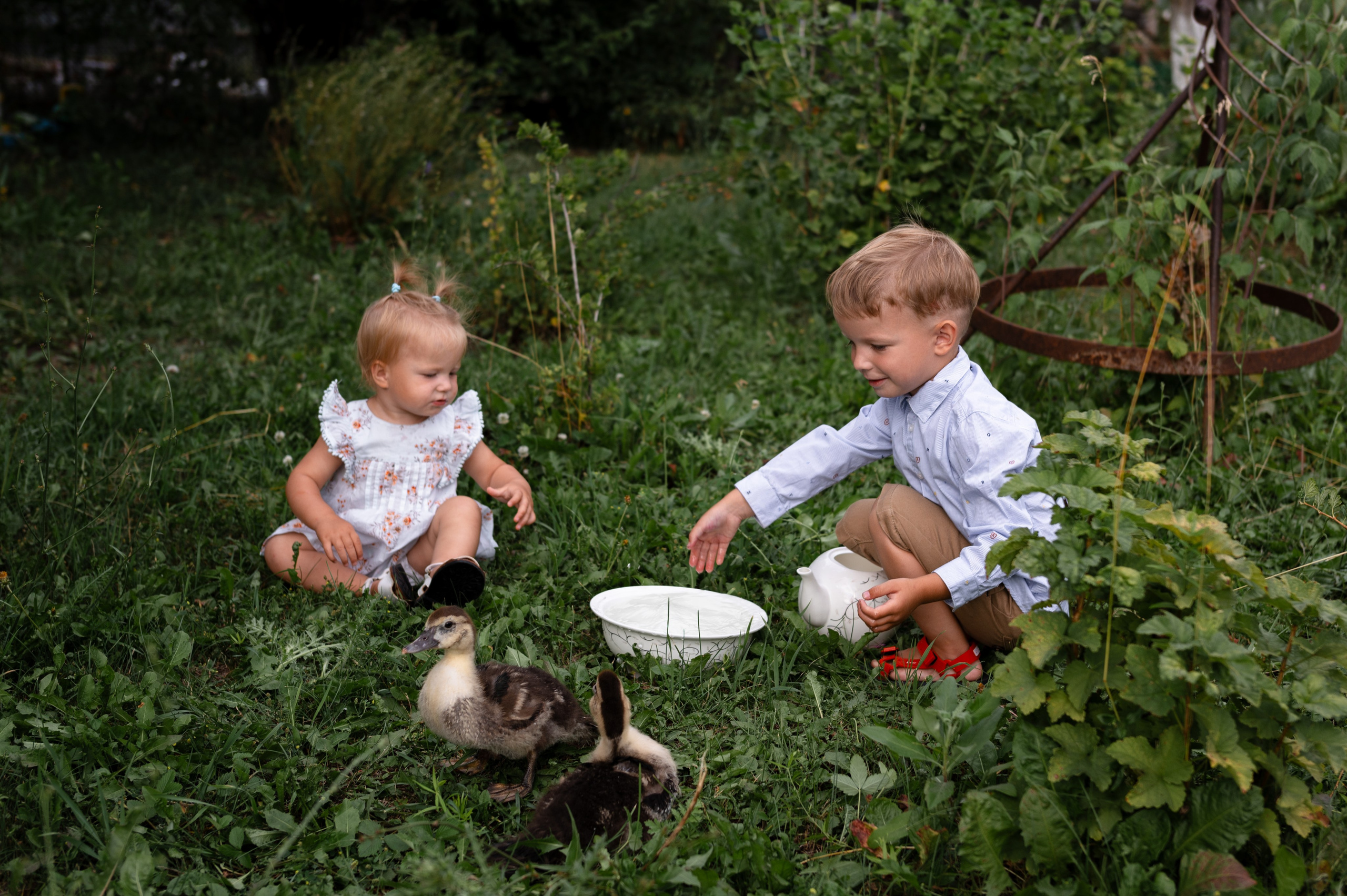 Ромашки и утята. Главная