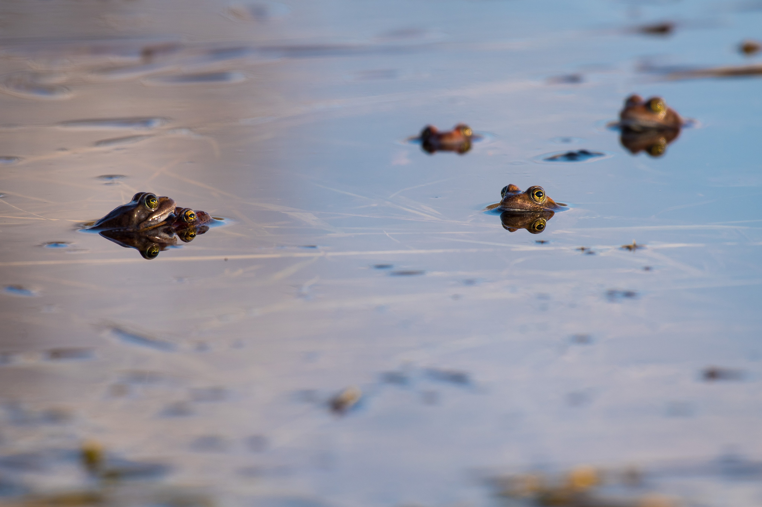 Фотоохота. Репортажный фотограф в Ижевске Константин Ившин