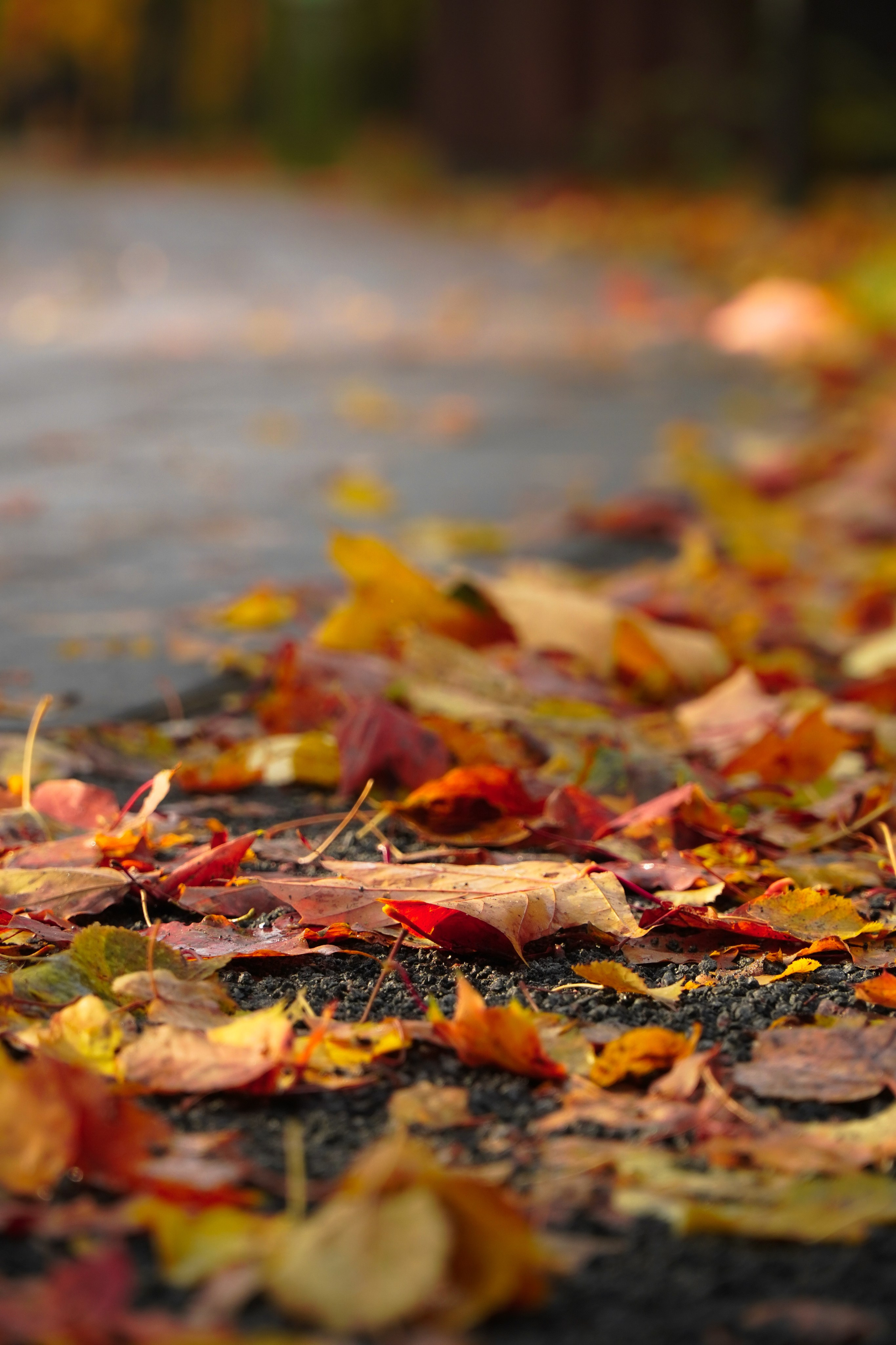 5 вёрст Наташинский 11 октября 2025. Роман Капилюшов. Бег. Фото. Видео. г. Люберцы