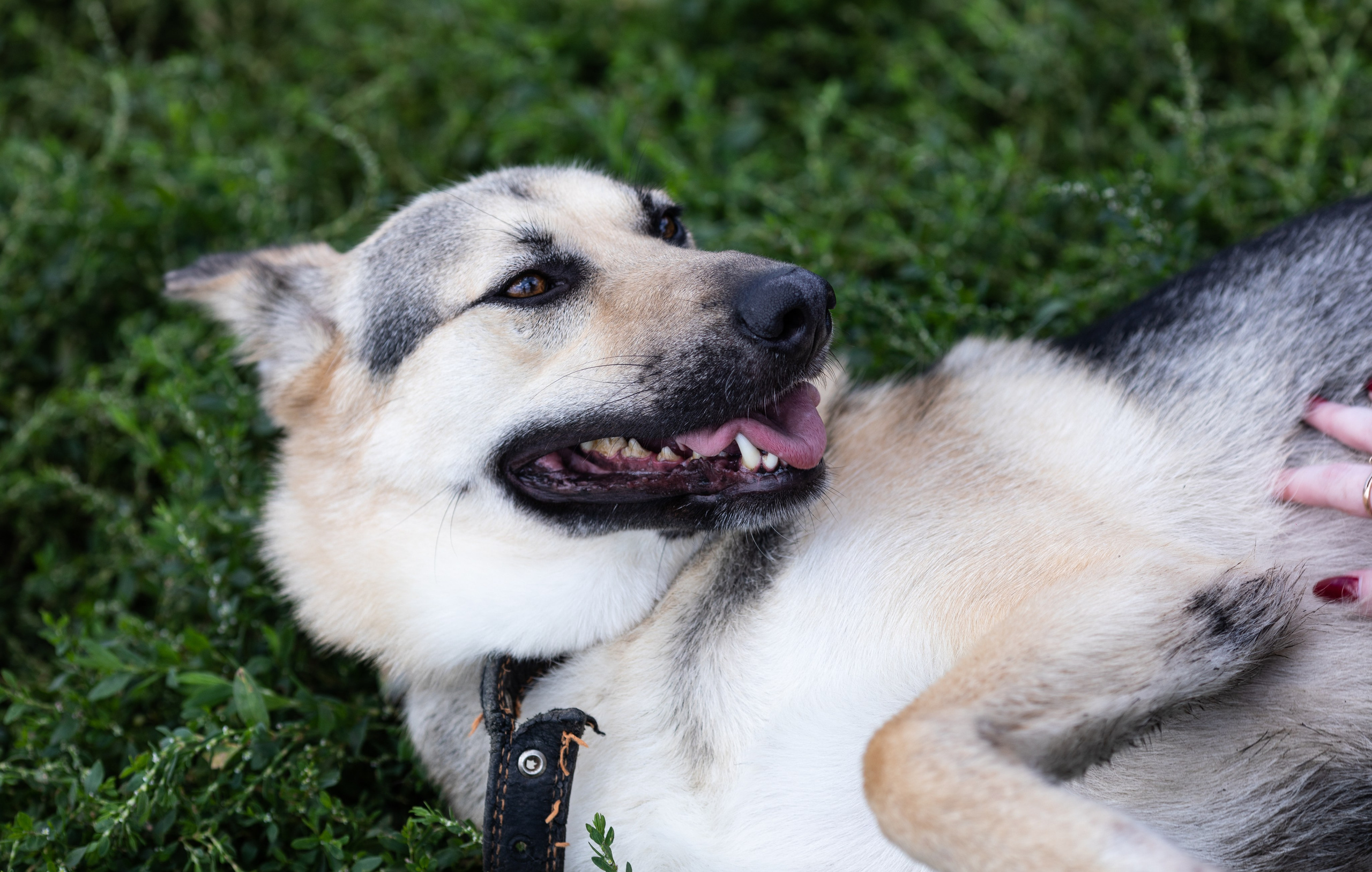 Приют — Наш дом. Репортажный и свадебный фотограф в Челябинске Елисеев Павел