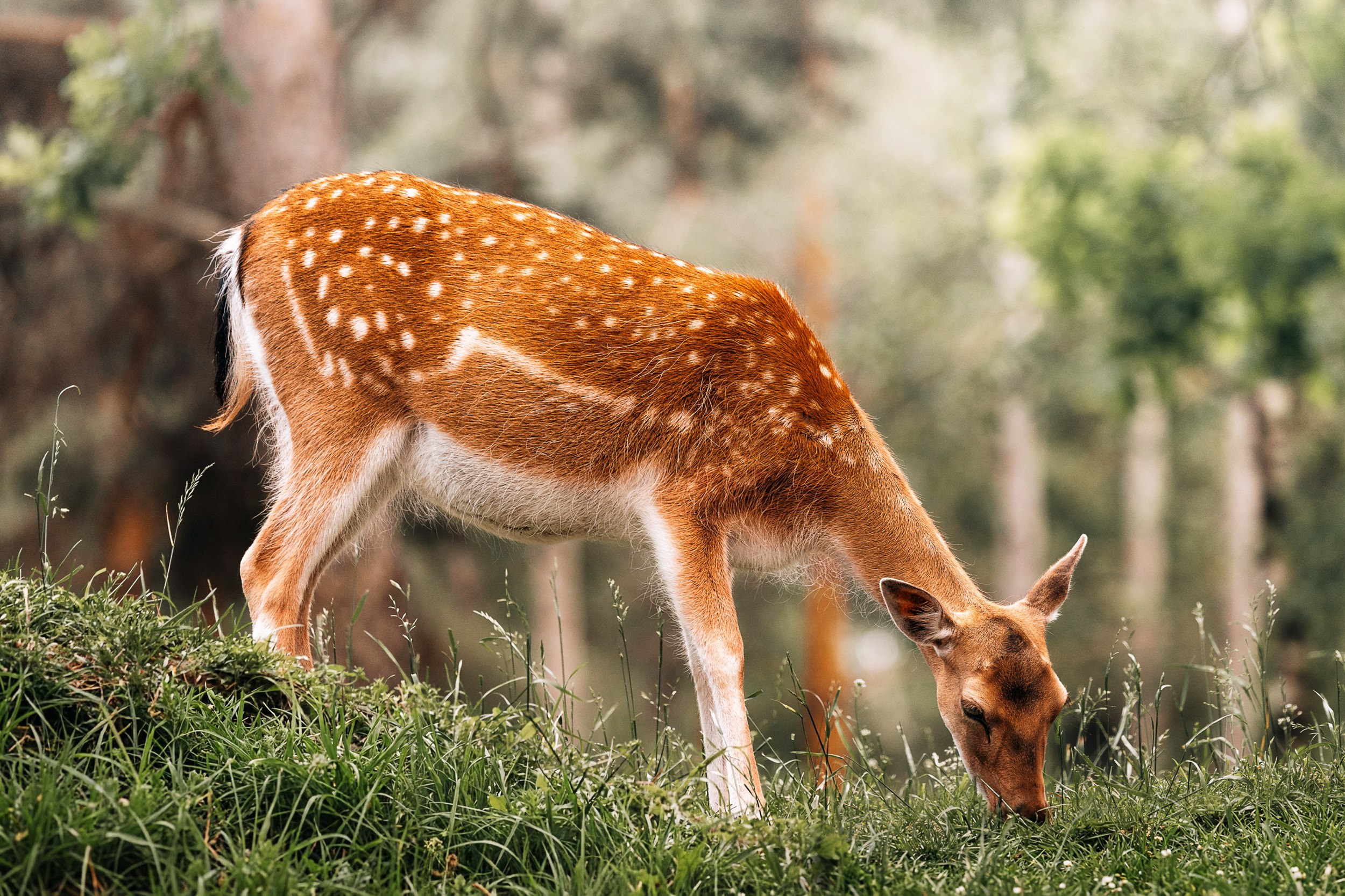 Дикая природа • Wildlife. Елена Ивановой • Профессиональный фотограф