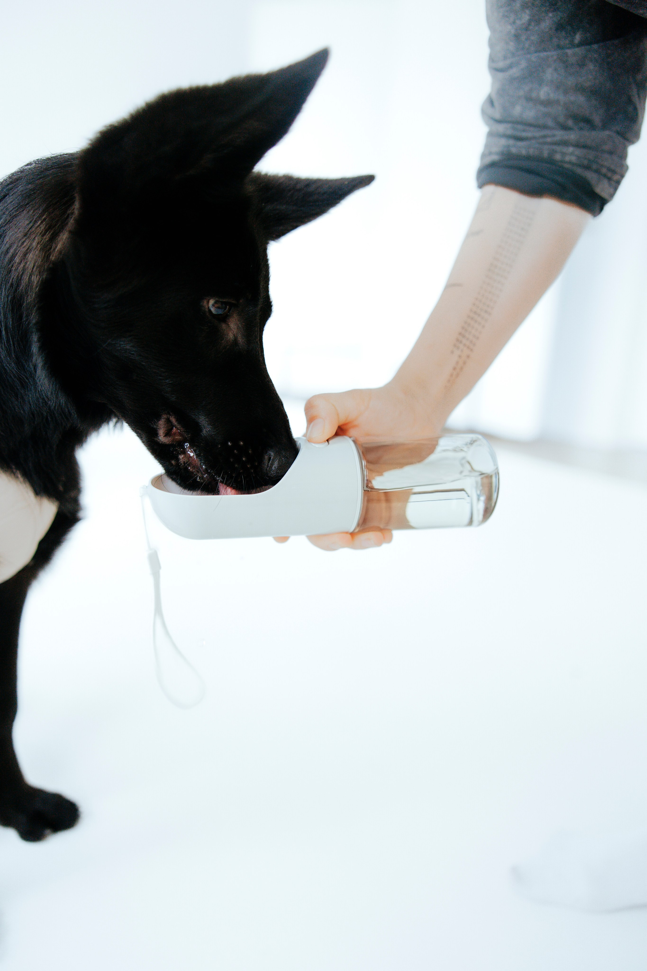 Pawsitive, товары для груминга, поилки. Анастасия Белаш