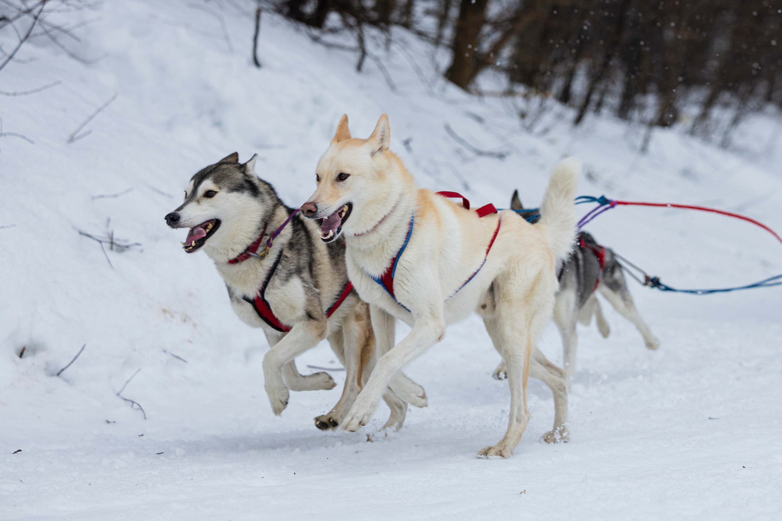 Зимний Чемпионат Санкт-Петербурга по ездовому спорту. Фотограф-анималист Анна Маринич