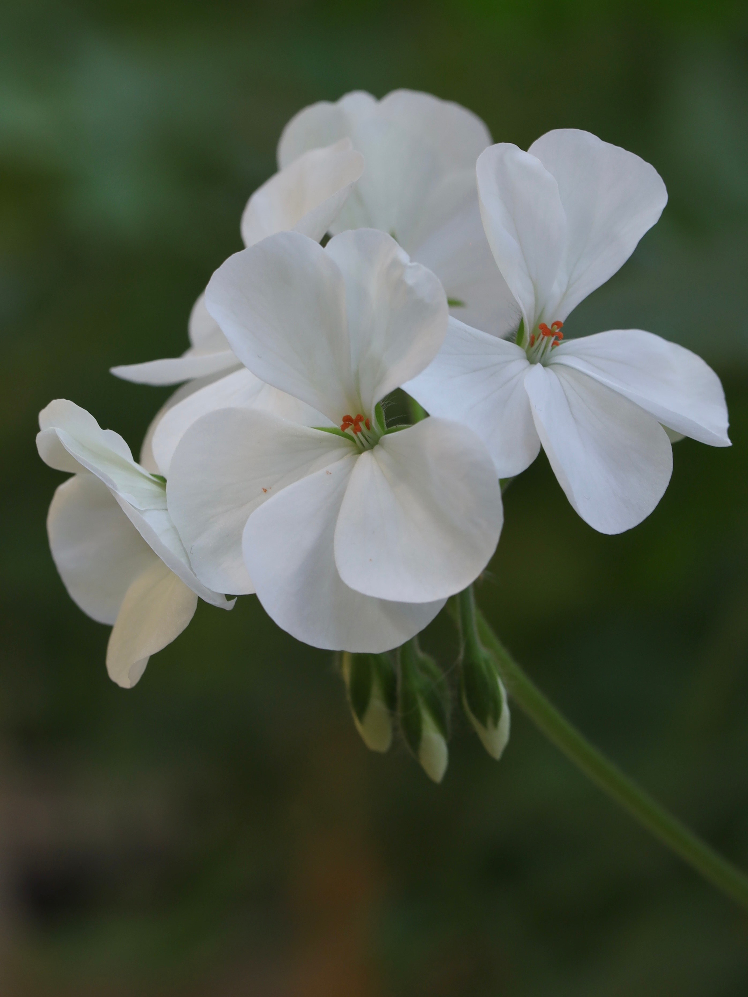 Весенние цветы. Фотосессии и репортаж — Фотограф в Москве — Рина Серёгина