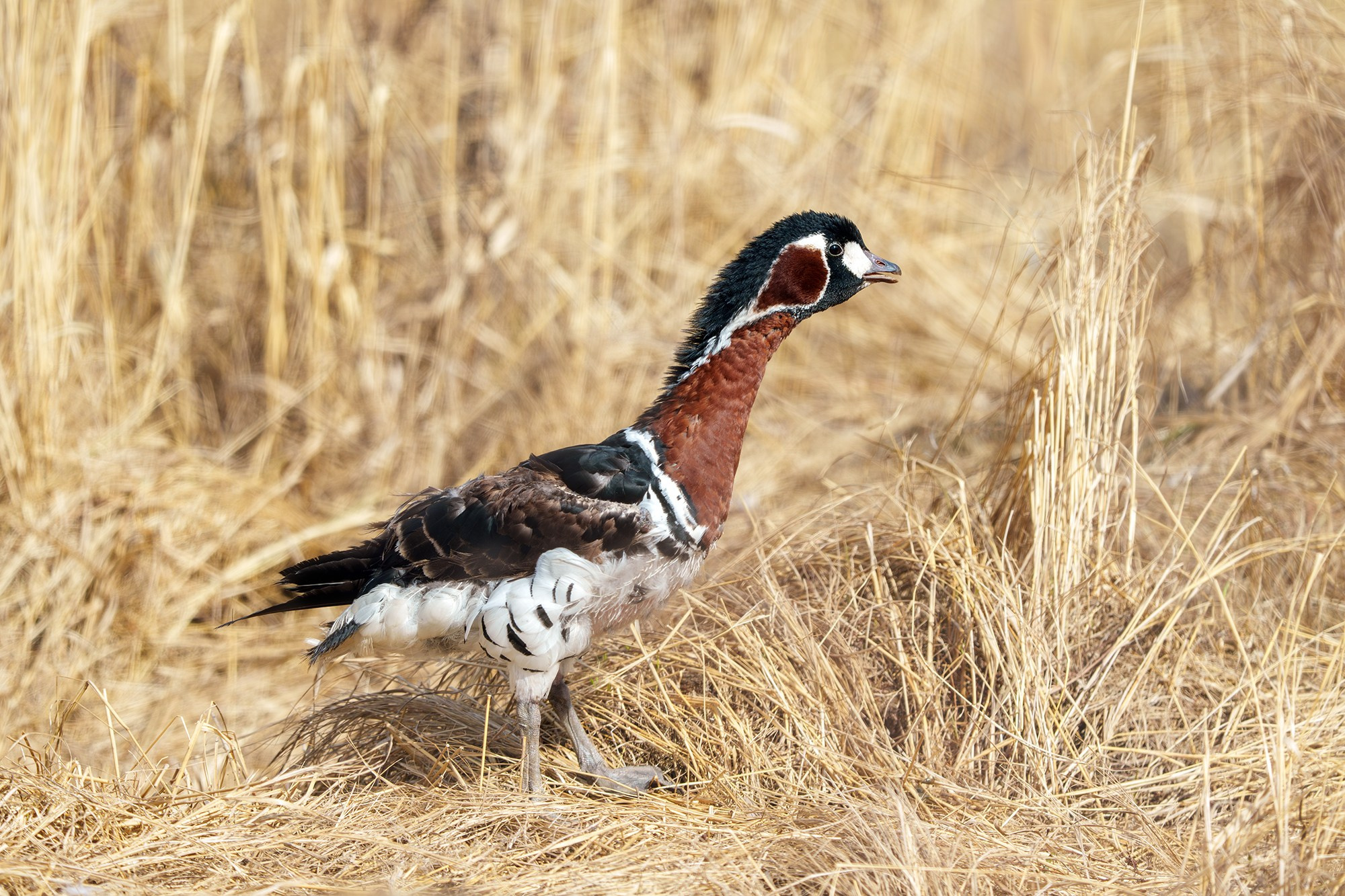 Удивительные мир птиц. Вокруг нас столько прекрасного — присмотритесь!. Ваш личный фотограф Марина Волкова