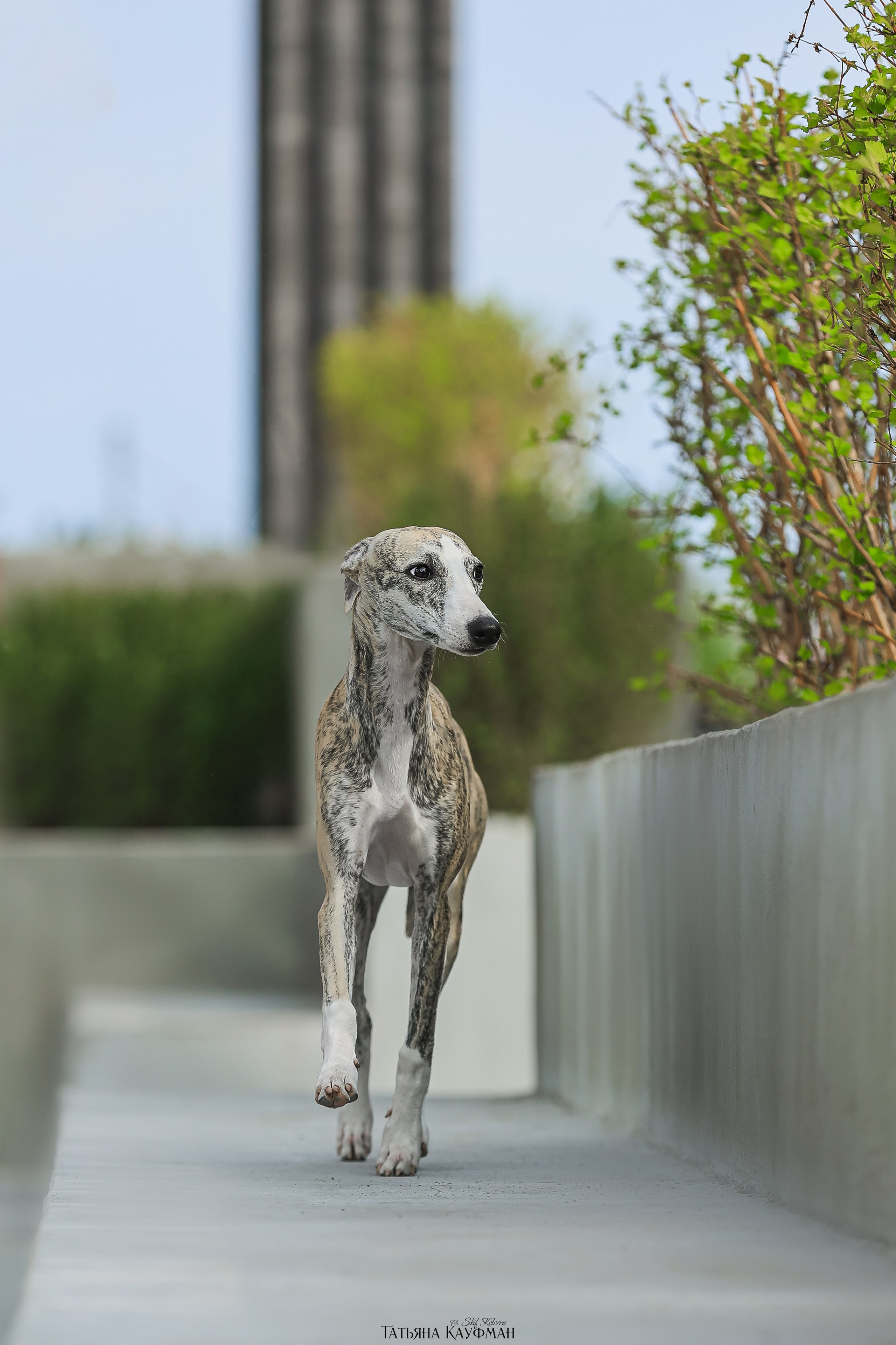 Уиппет, фотография уиппет, собака в цветах, красивая собака, фотограф анималист, фотокурс Анималистика, научиться фотографировать собак, фотограф Новосибирск