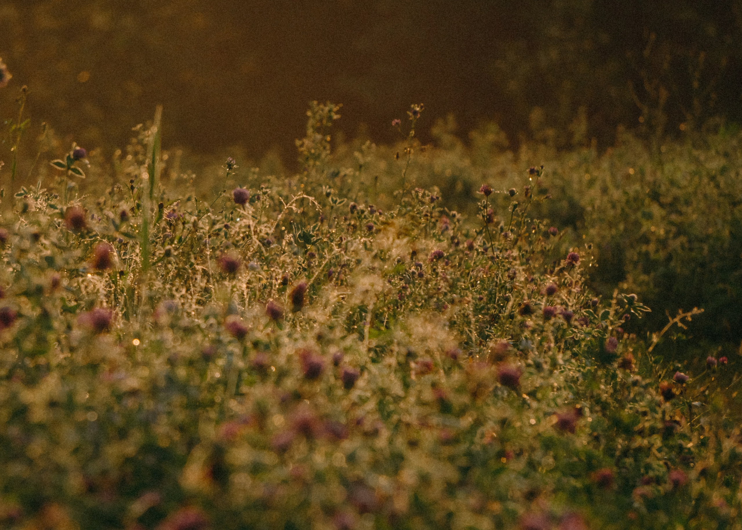 Оксана, Кирилл и Кеша. Фотограф-анималист Ксения Воробьева, Москва