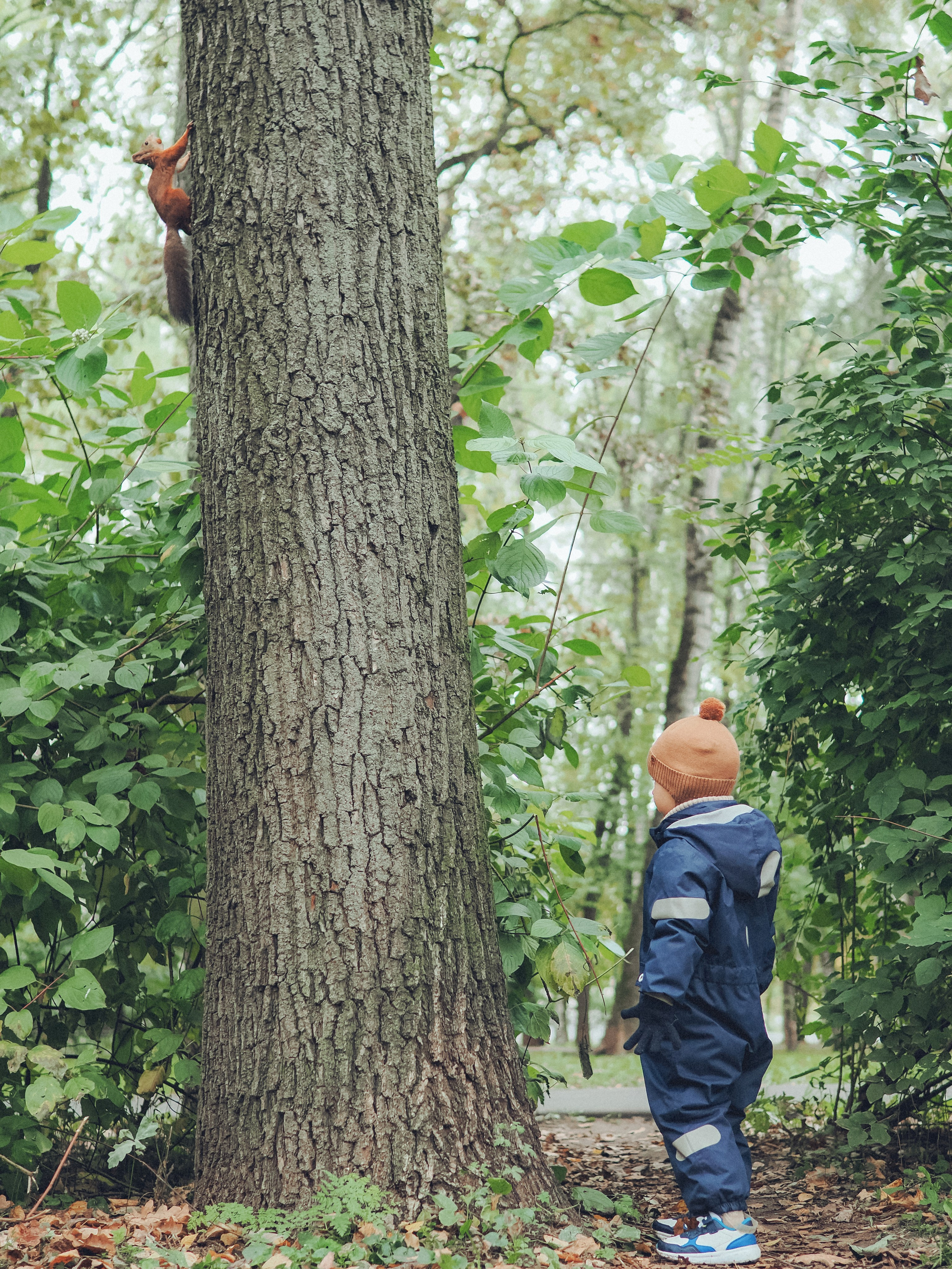 В поисках белки). Фотограф в Москве — Сергей Люкшинов