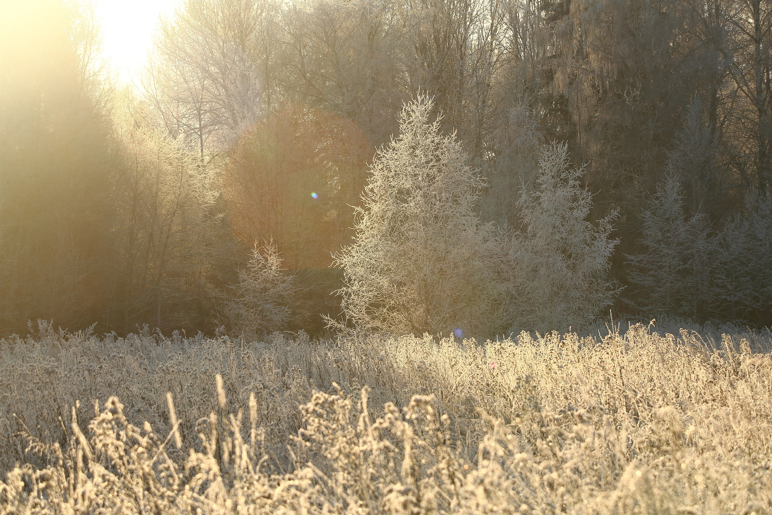 Средняя полоса. Свадебный и репортажный фотограф в Ярославле и Санкт-Петербурге Роман Микрюков