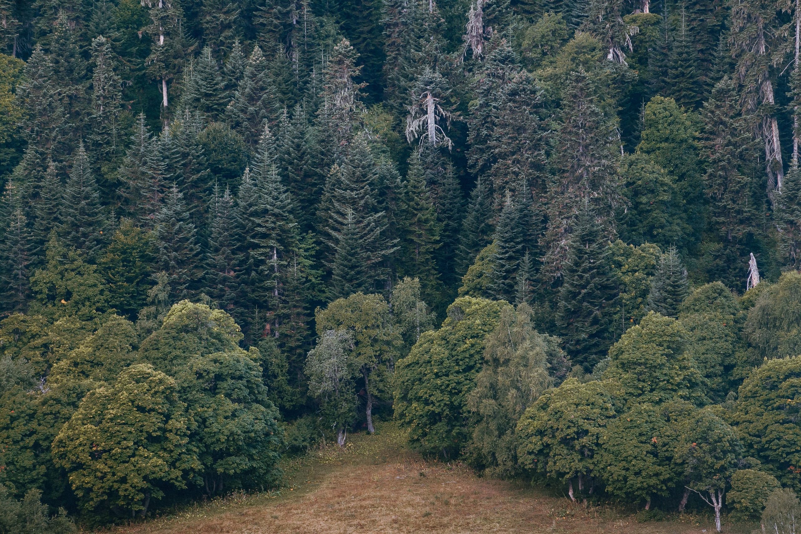 Кавказ. Свадебный и репортажный фотограф в Ярославле и Санкт-Петербурге Роман Микрюков