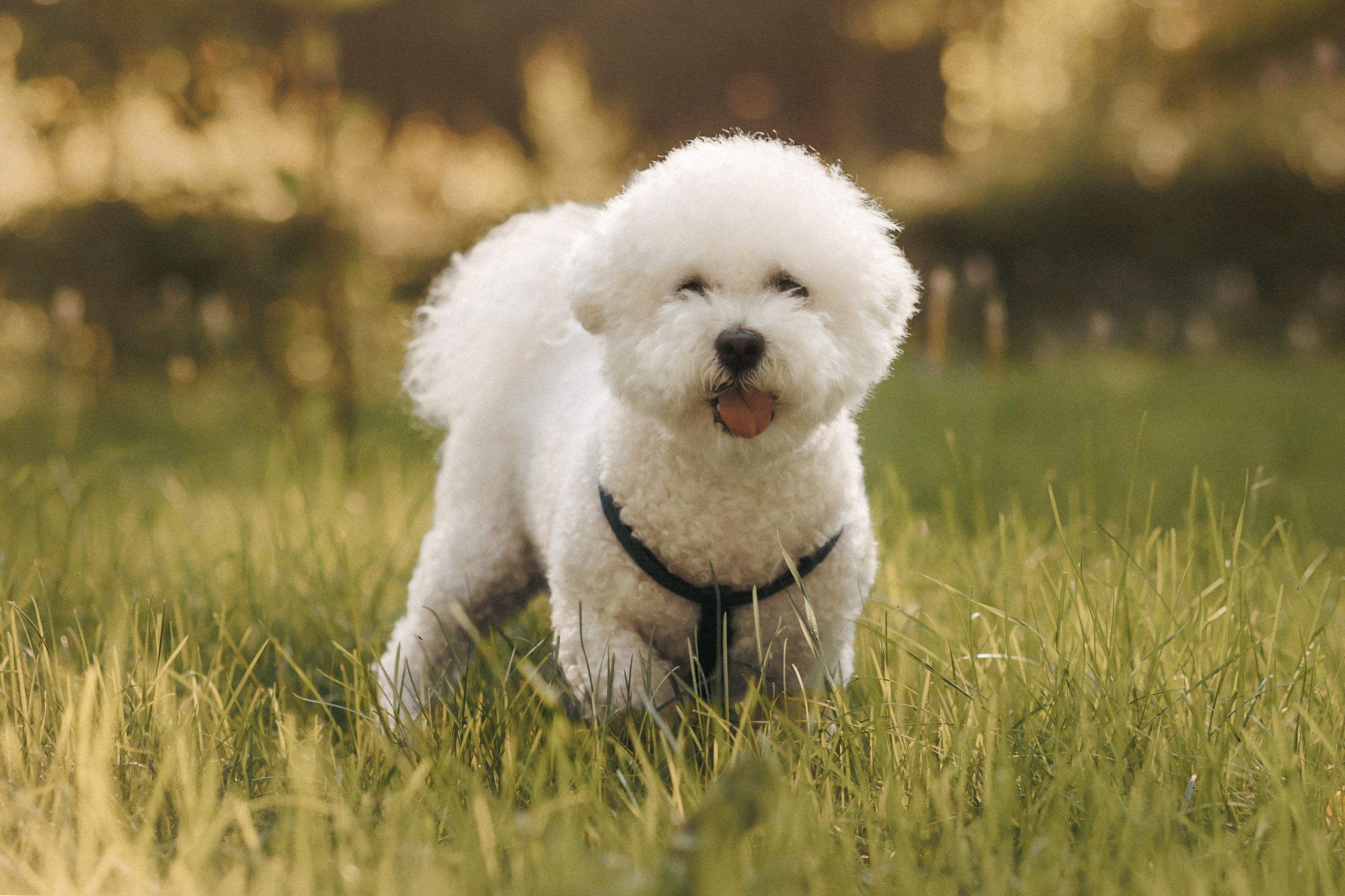Марина, Данил и Бруно. Фотограф-анималист Елена Радченко, Москва