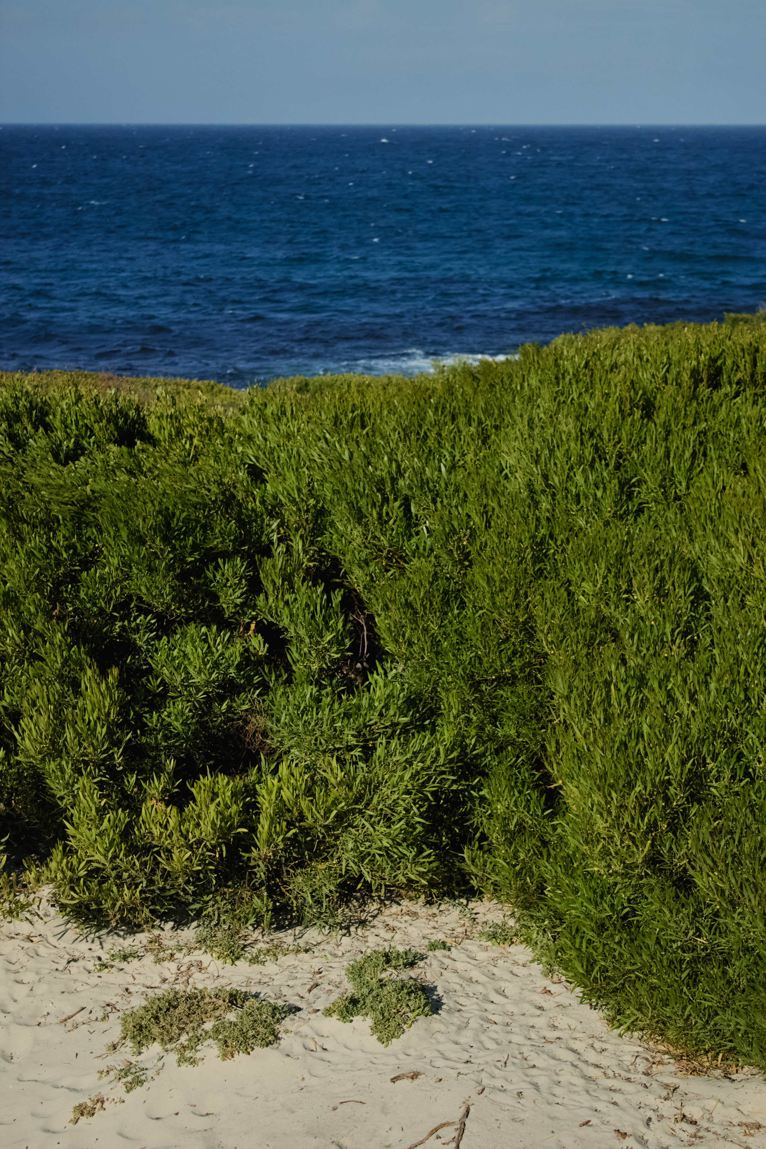 ЮАР. Профессиональный Фотограф во Владимире, в Москве и в Суздале — Полина Романычева