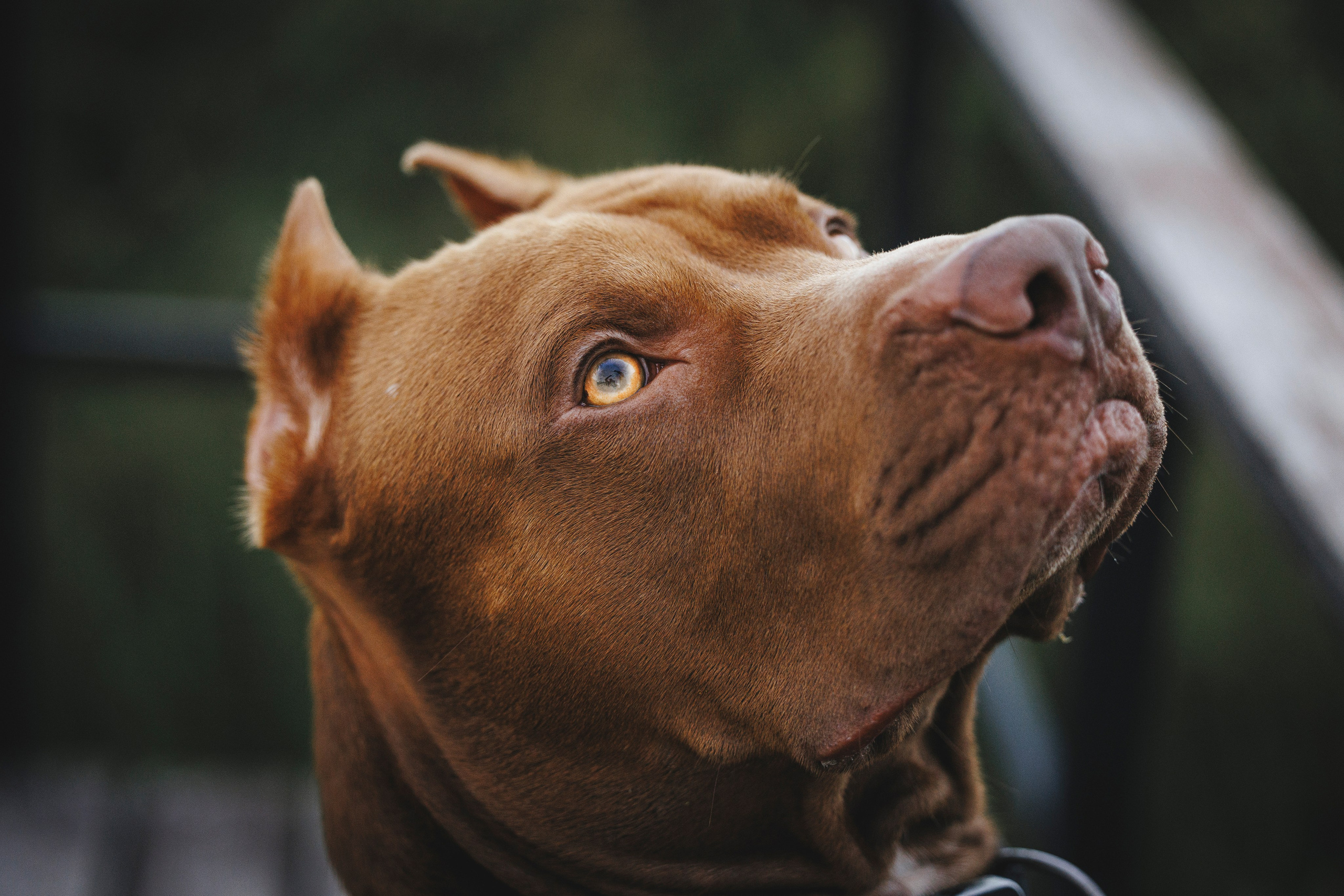 Яна и Энди. Фотограф-анималист Анна Маринич