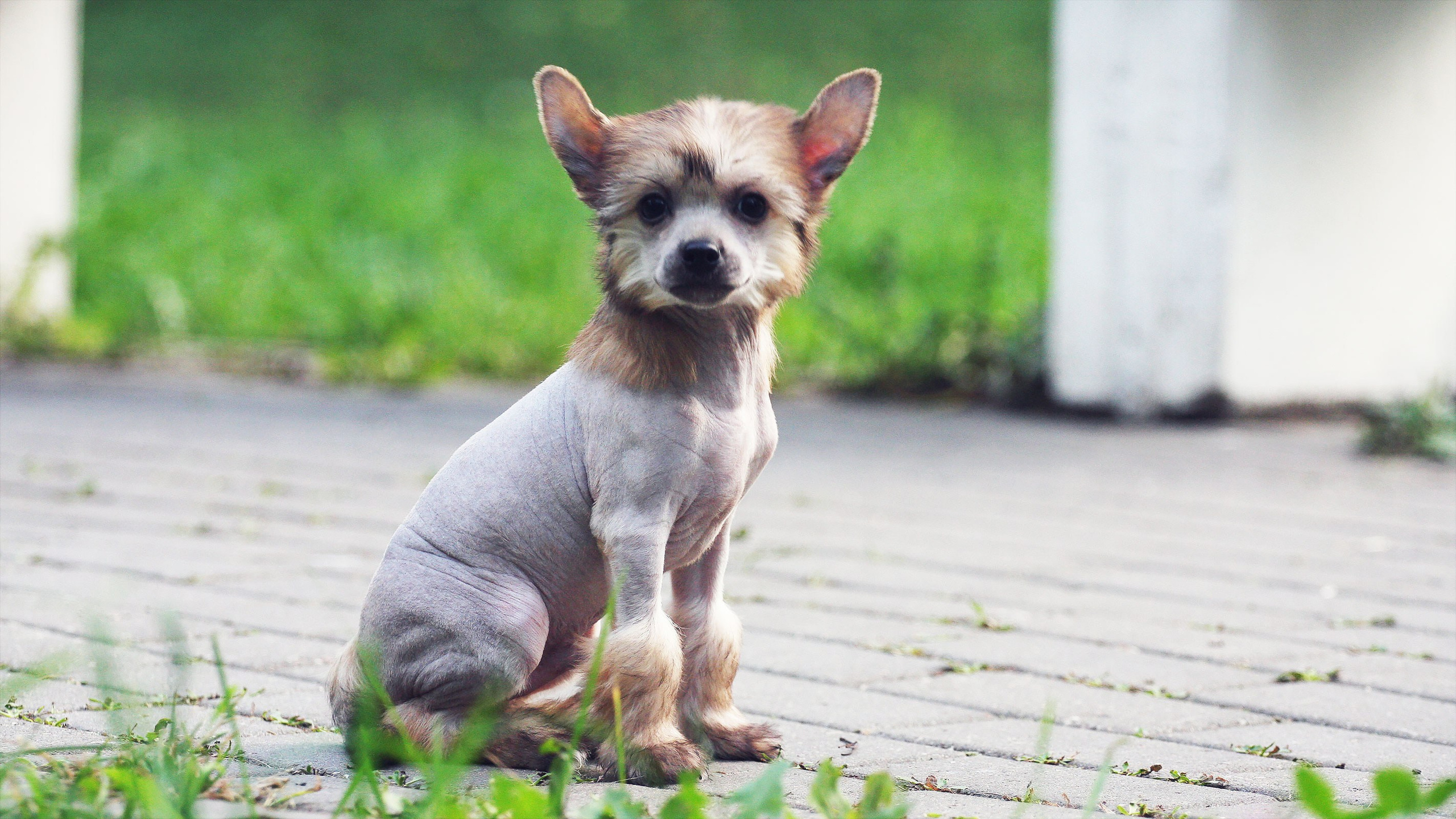 Litter C. Chinese Crested Dog Kennel Poale Ell