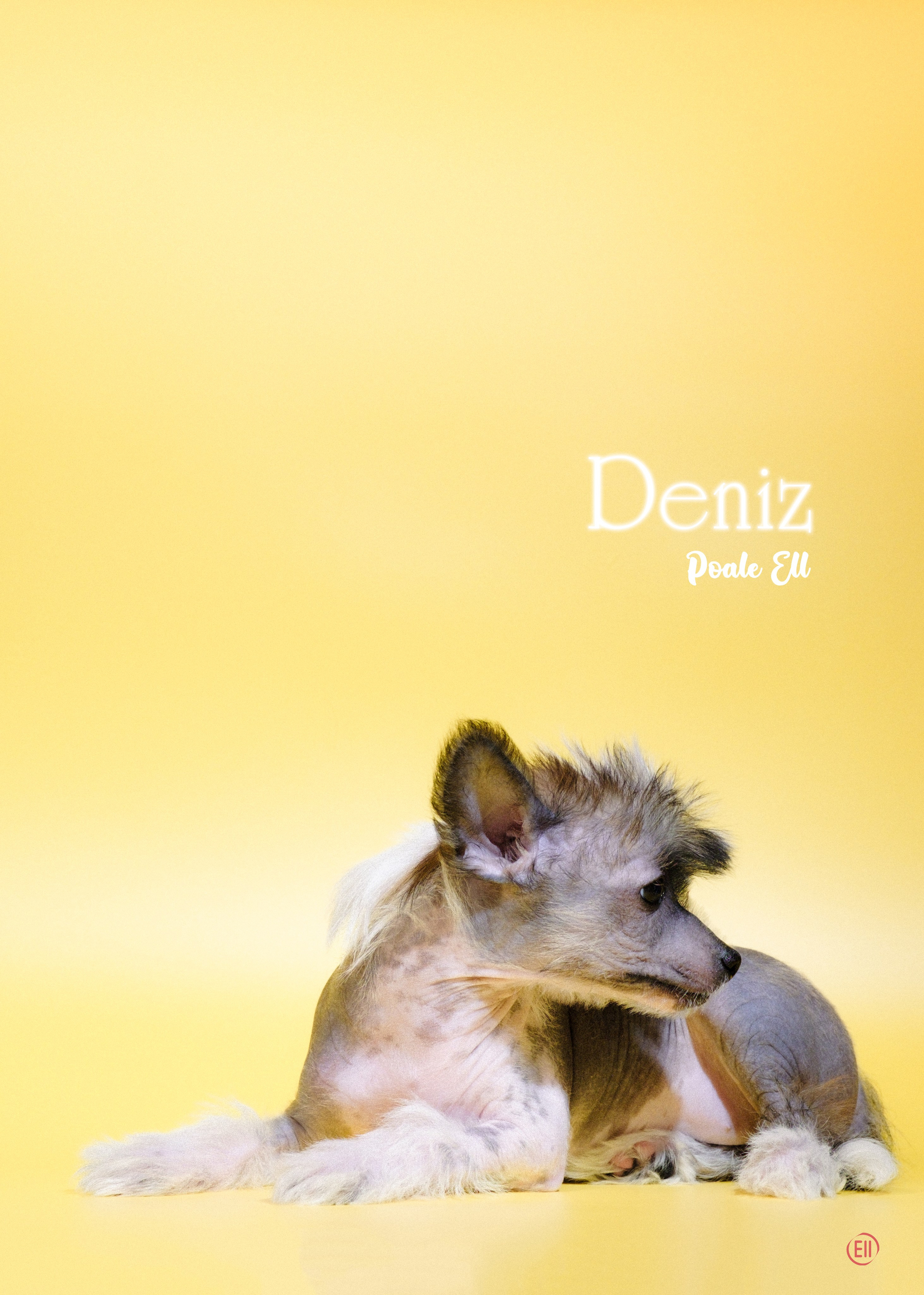 Poale Ell Deniz. Poale Ell Chinese Crested Dog Kennel: Buy a puppy from the kennel