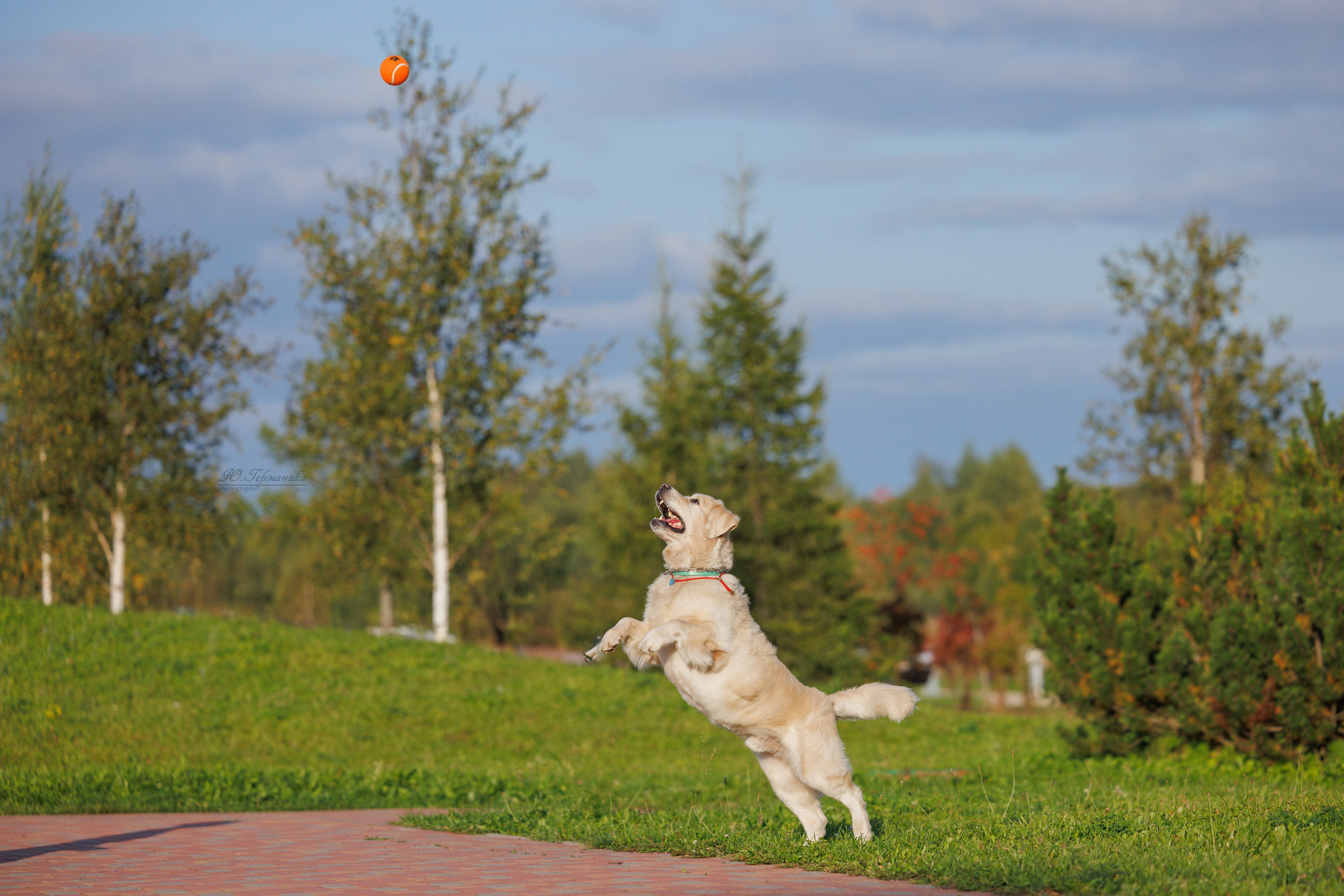 Переславль 5-7.08.2025. Фотограф-анималист Юлия Германика