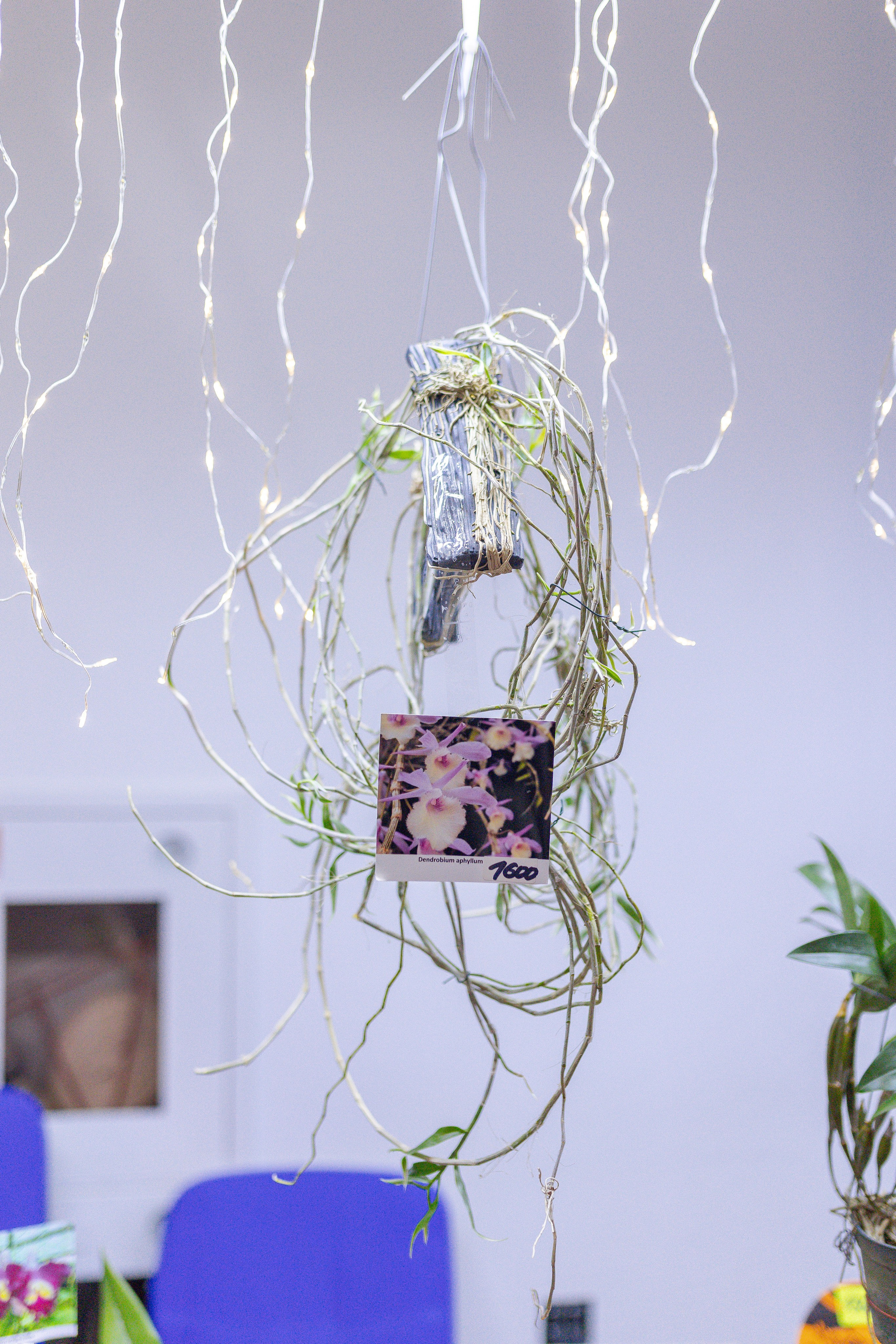 Орхидиум 12.2025. Александра Куликова фотограф, Москва