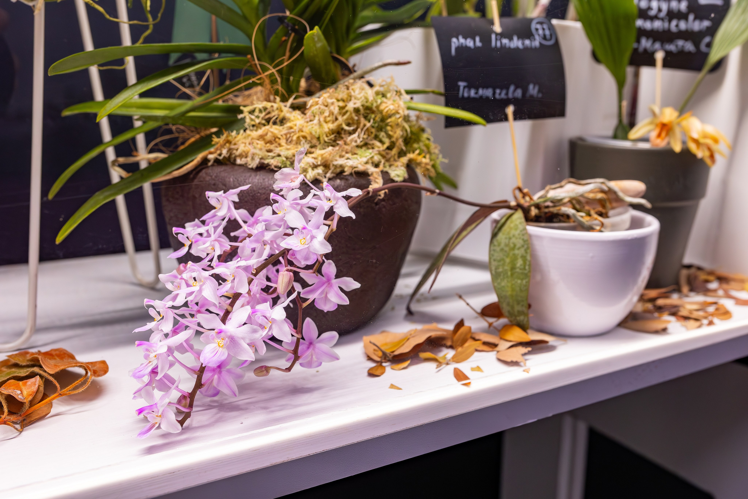 Орхидиум сентябрь 2025. Александра Куликова фотограф, Москва
