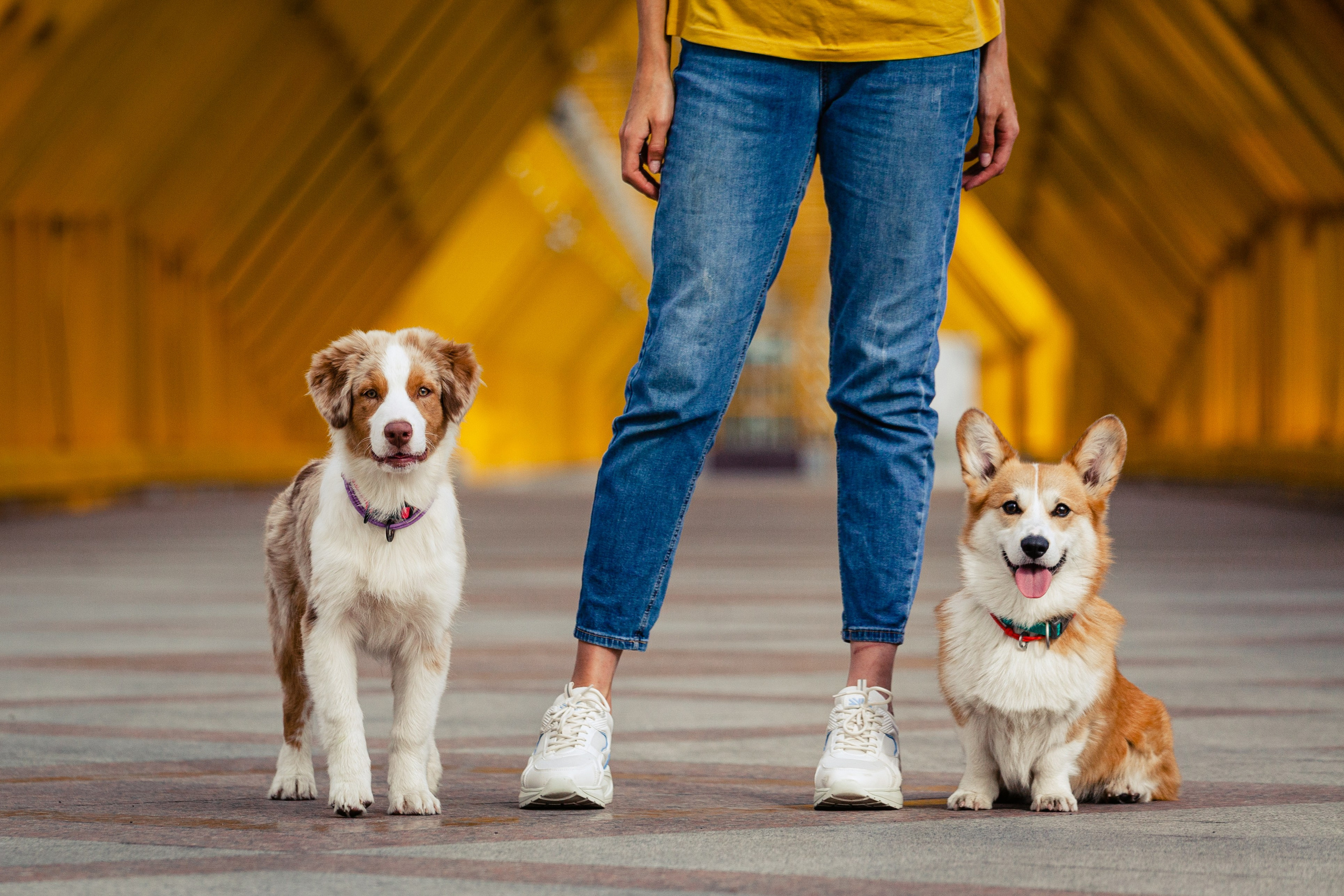 Андреевский мост. Фотограф-анималист Татьяна Степанова
