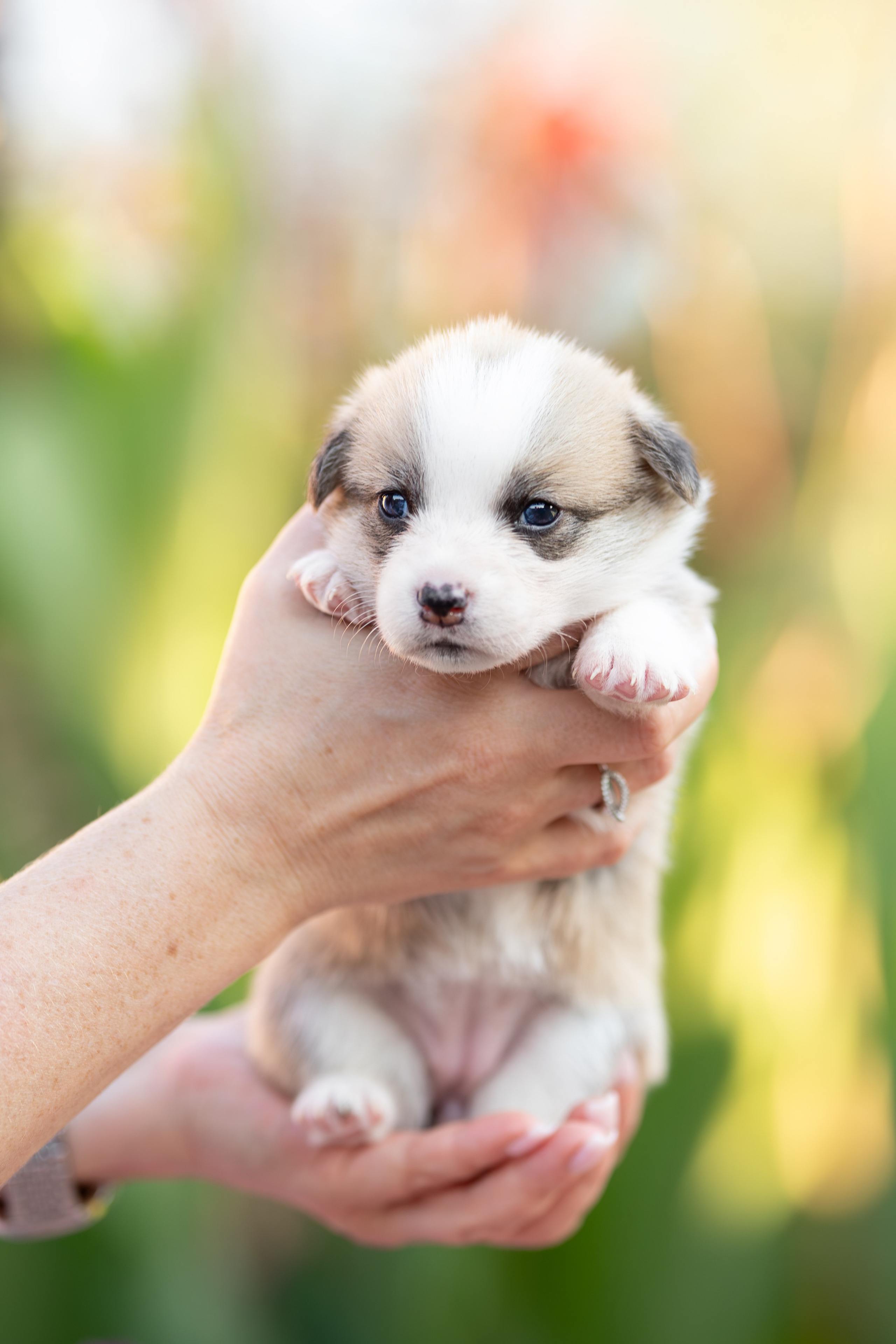 Малыши коржики. Ирина Голомб|Фотограф-анималист в  Сочи и Калининграде