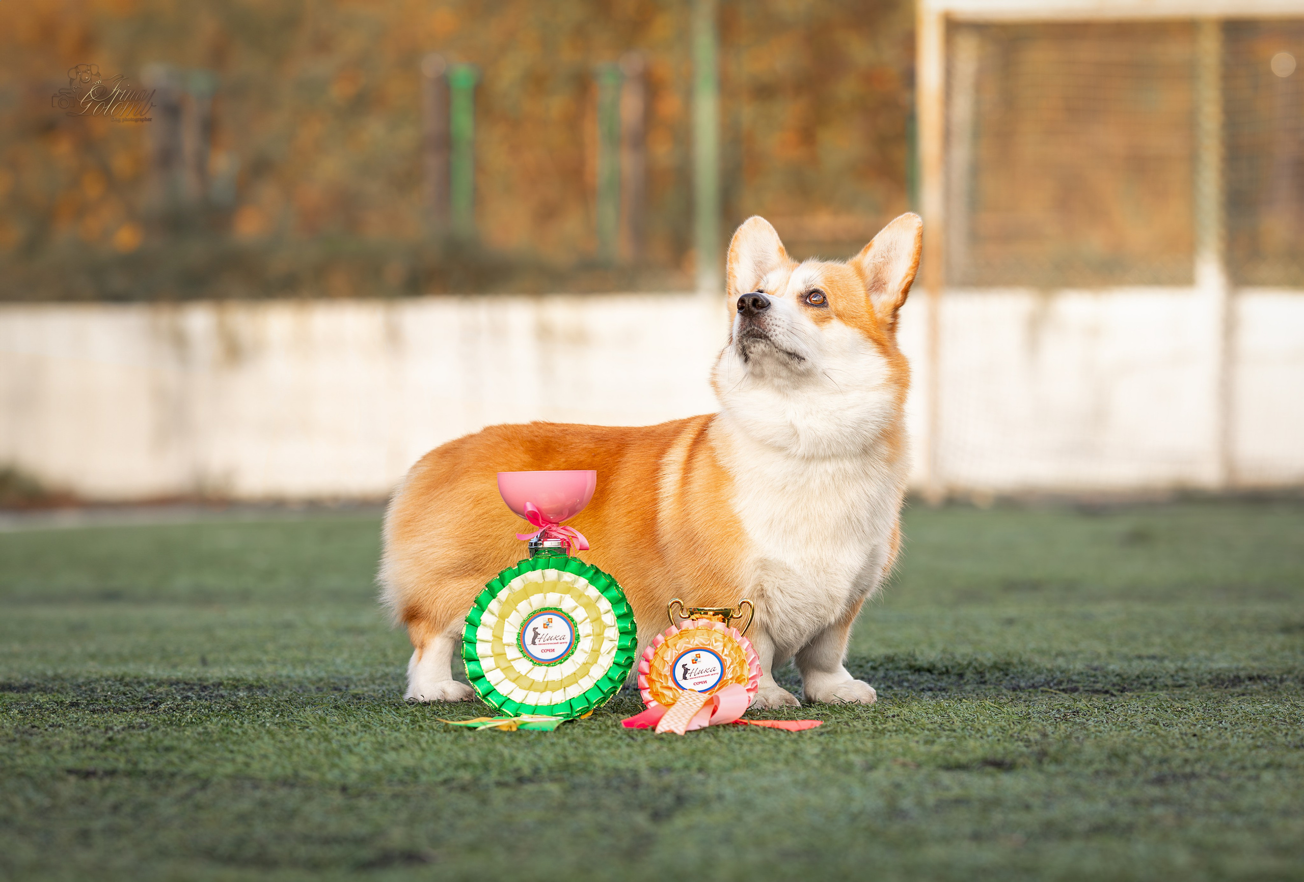 Выставка 17.12.23. Ирина Голомб|Фотограф-анималист в  Сочи и Калининграде