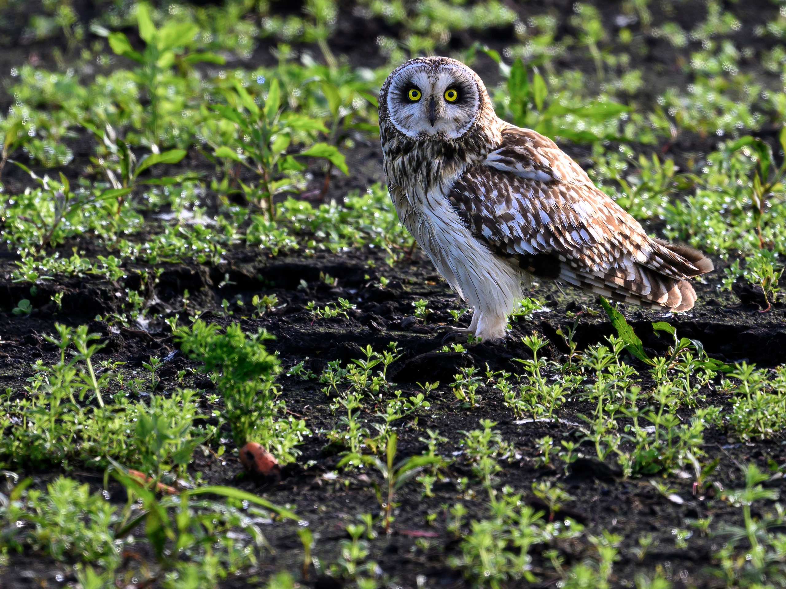 В тихом омуте черти водятся. Wildlife photography by Sergey Puponin
