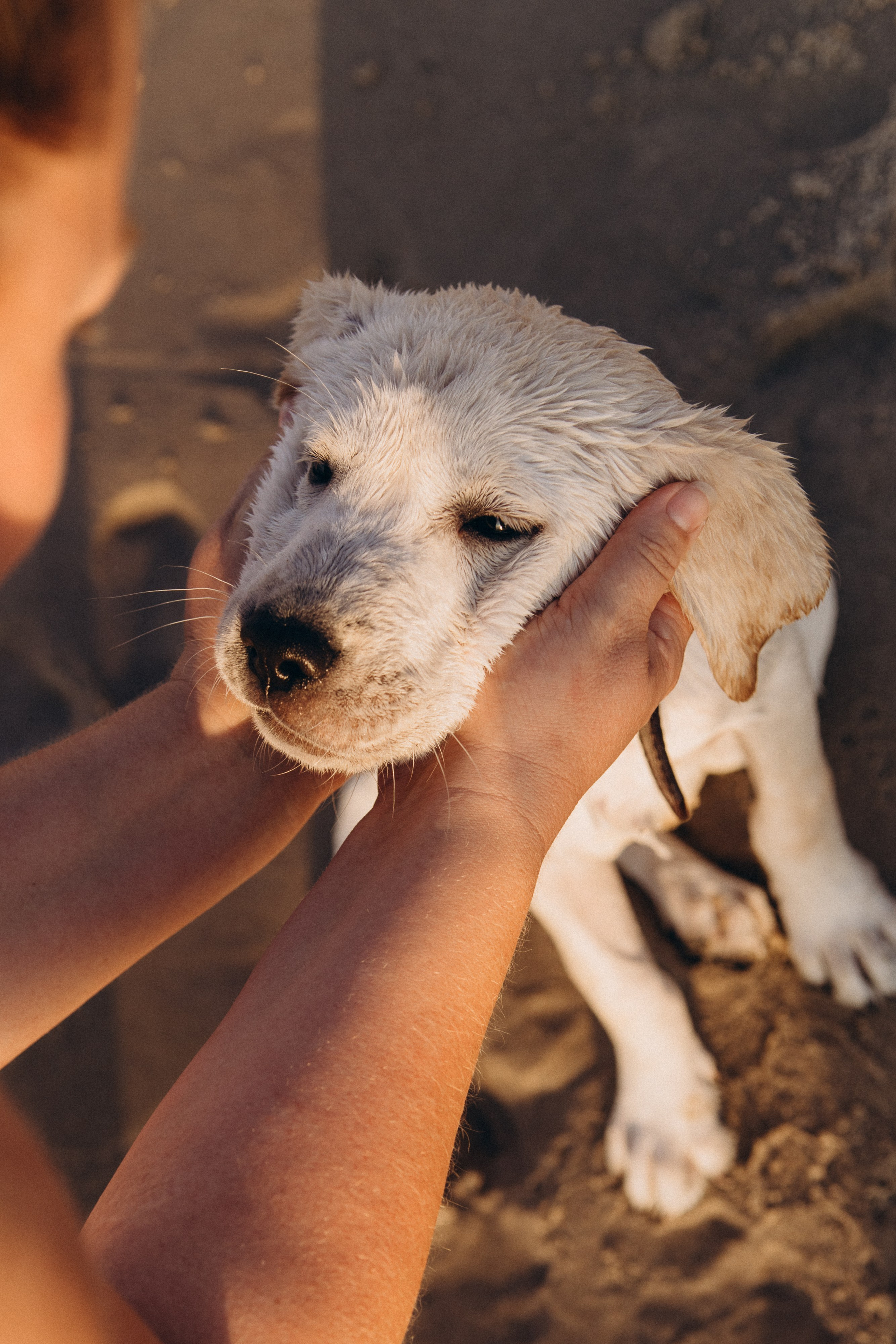 Семейная история с питомцем. Фотограф Ольга Кудрявцева. Профессиональная фотосъёмка в Калининграде