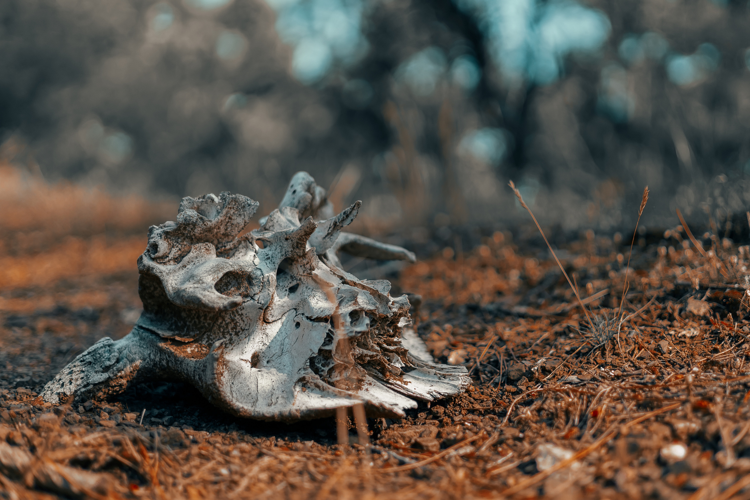 Street и путешествия