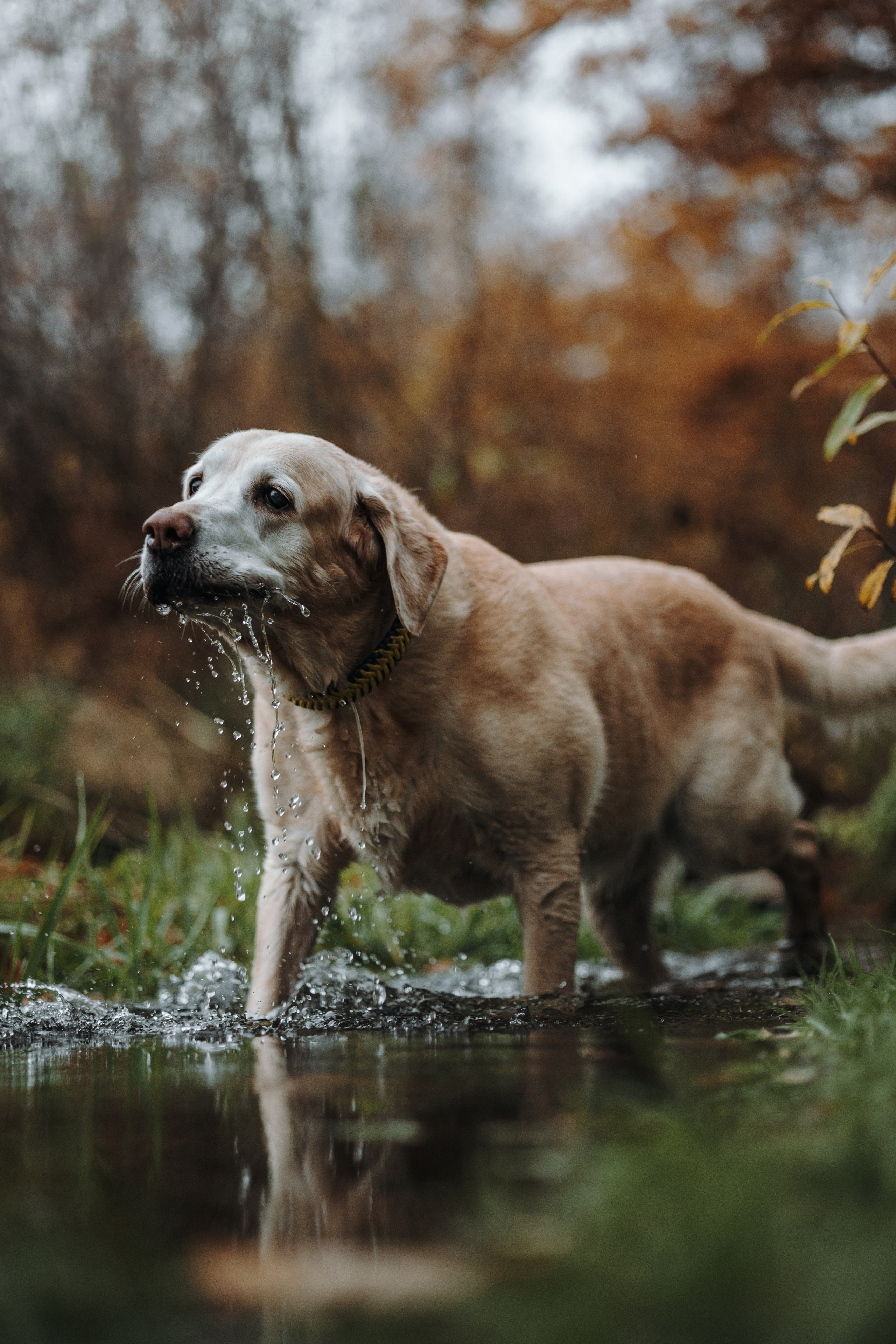 Оксана и Барон. Фотограф — Анималист | Санкт-Петербург