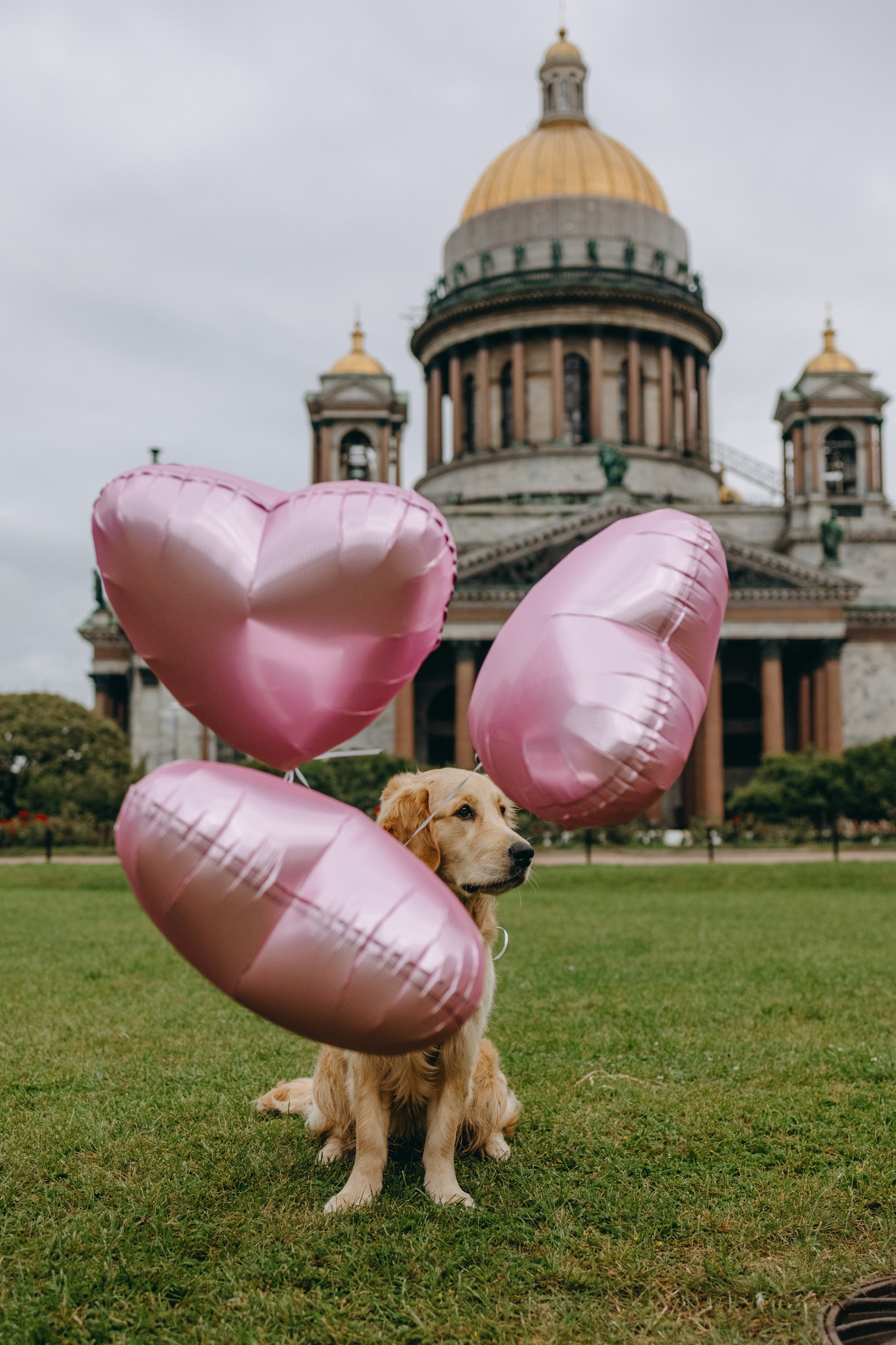 Бетти и ее семья. Фотограф — Анималист | Санкт-Петербург