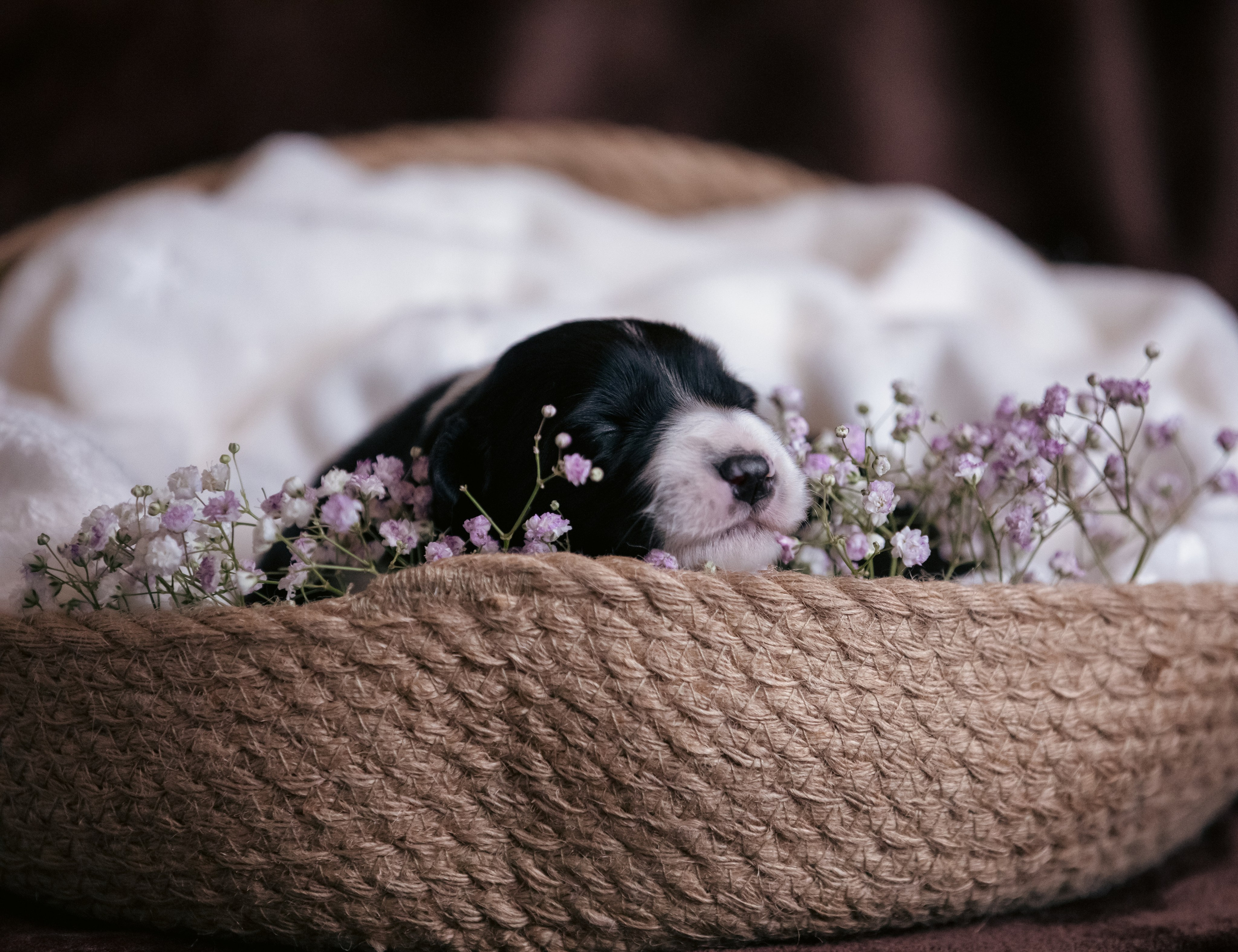 Фотограф-анималист Смирнова Клеопатра|Москва