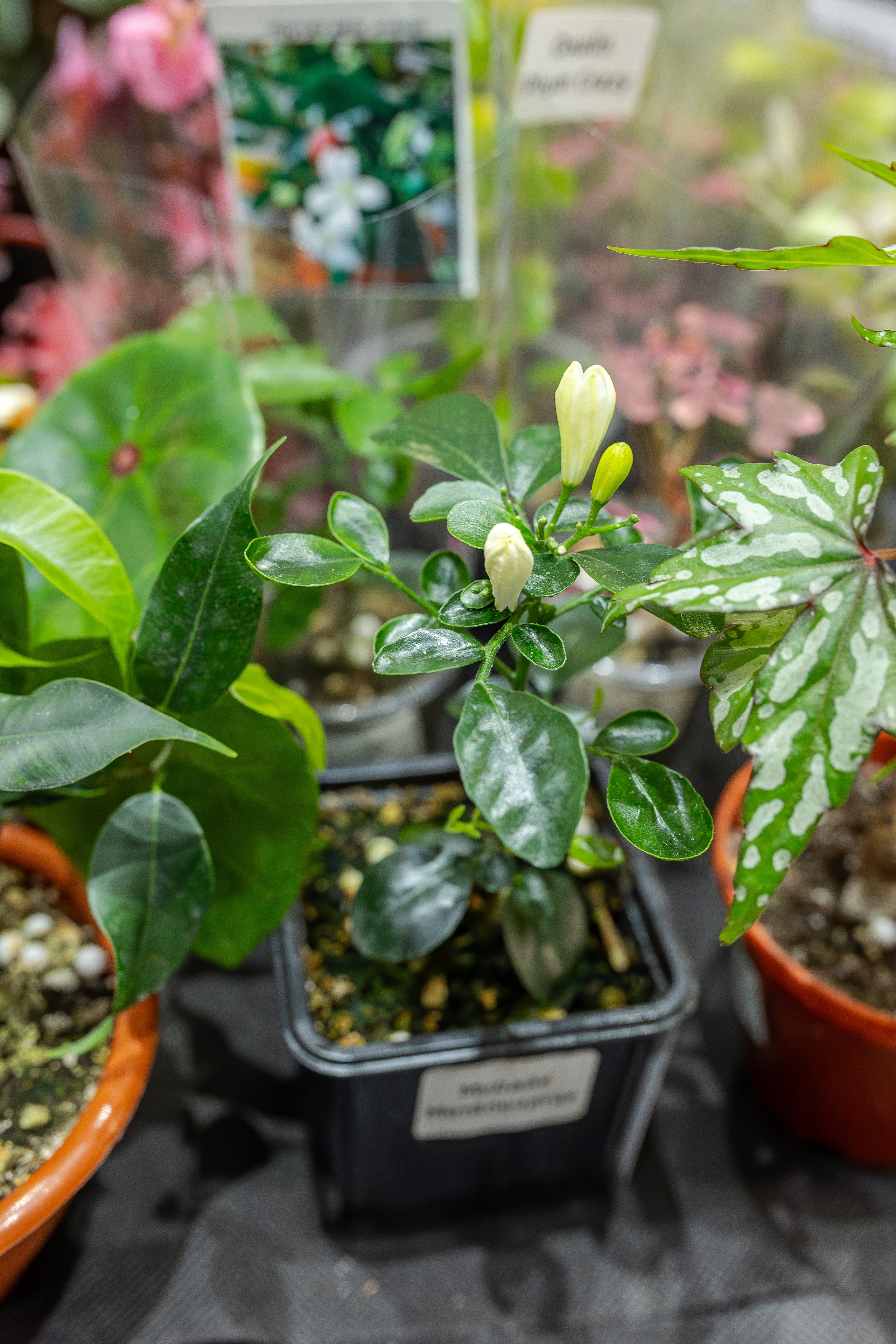 Монстериум апрель 2026. Александра Куликова фотограф, Москва