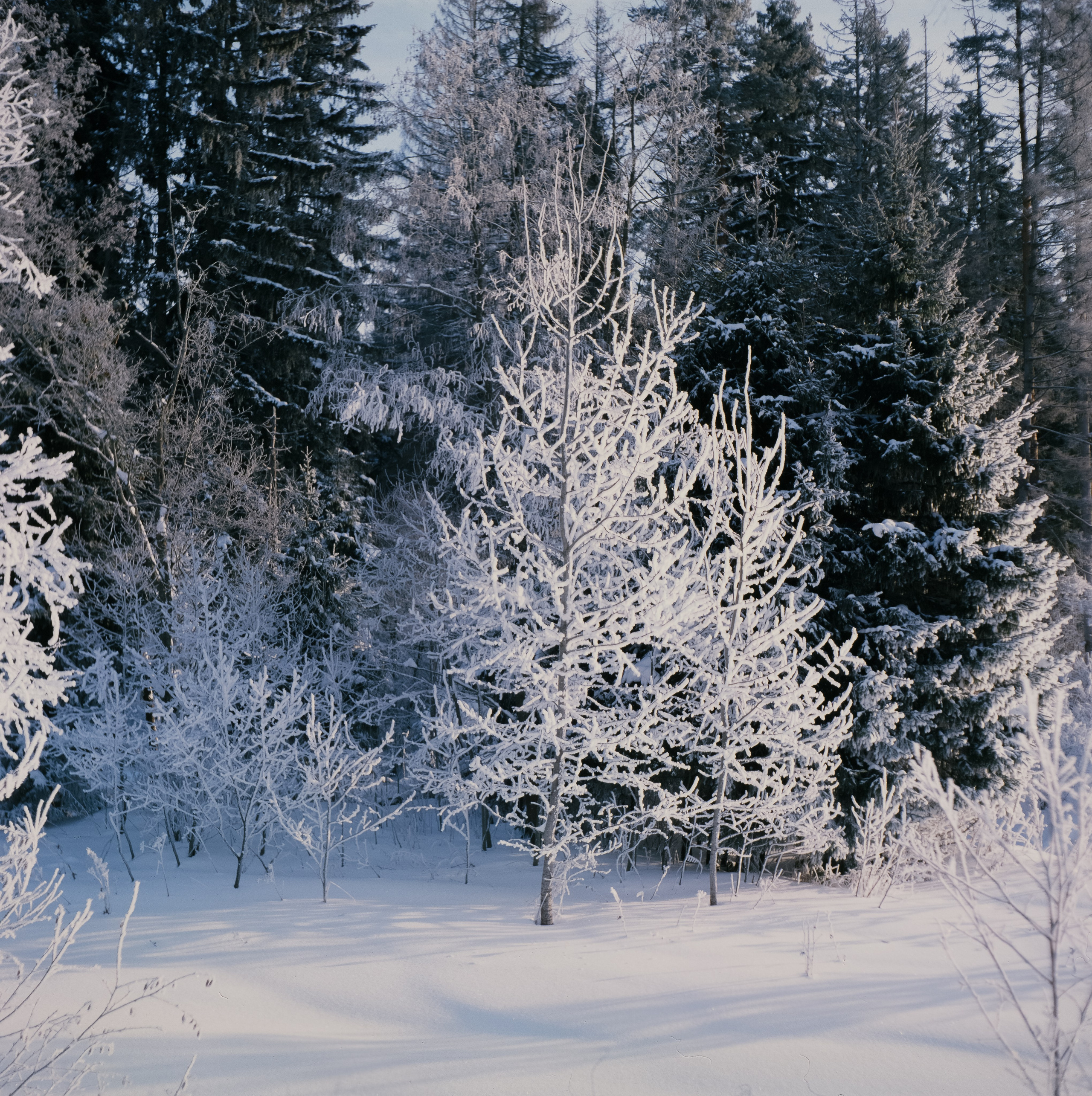 Welta Weltax — Fujichrome ASTIA 100 (at ISO 50) — Лукино морозное утро
