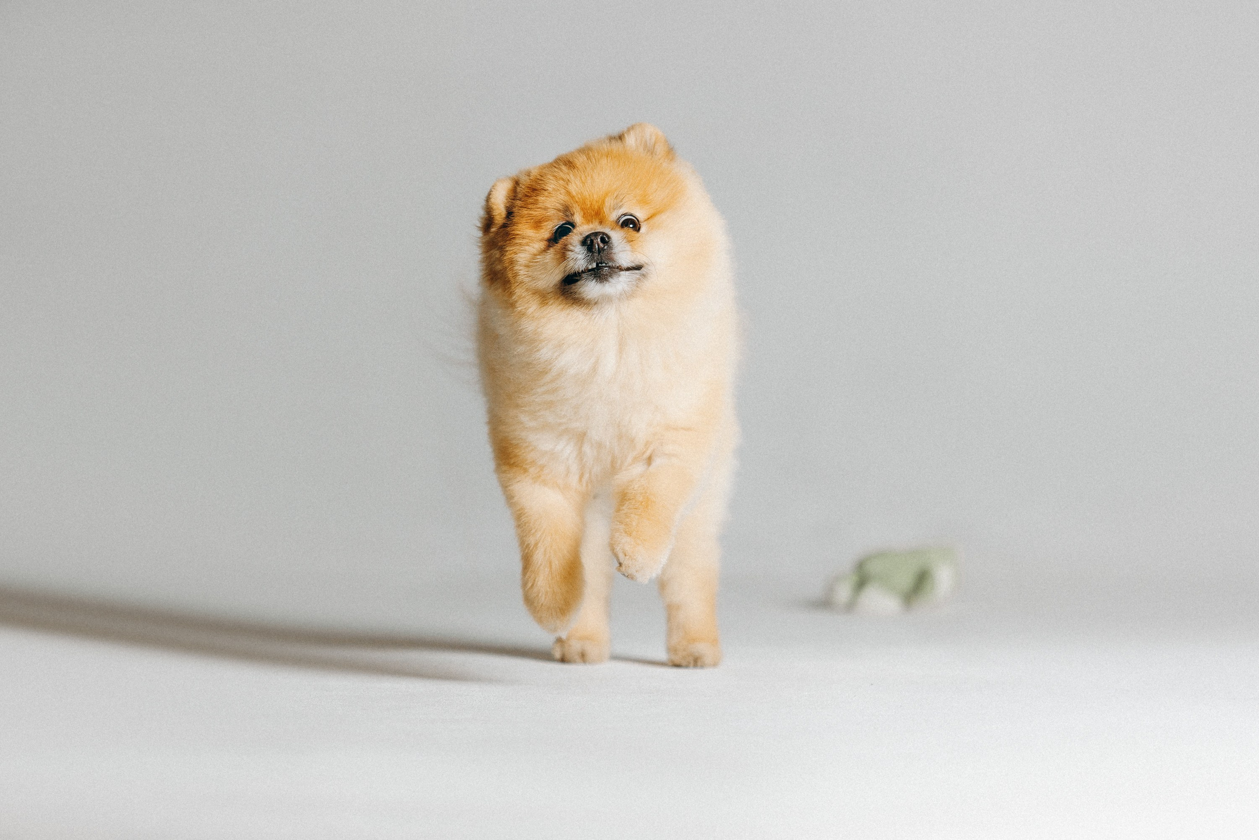 Индивидуальная фотосессия Лизы. Фотограф. Фотограф-анималист. Москва