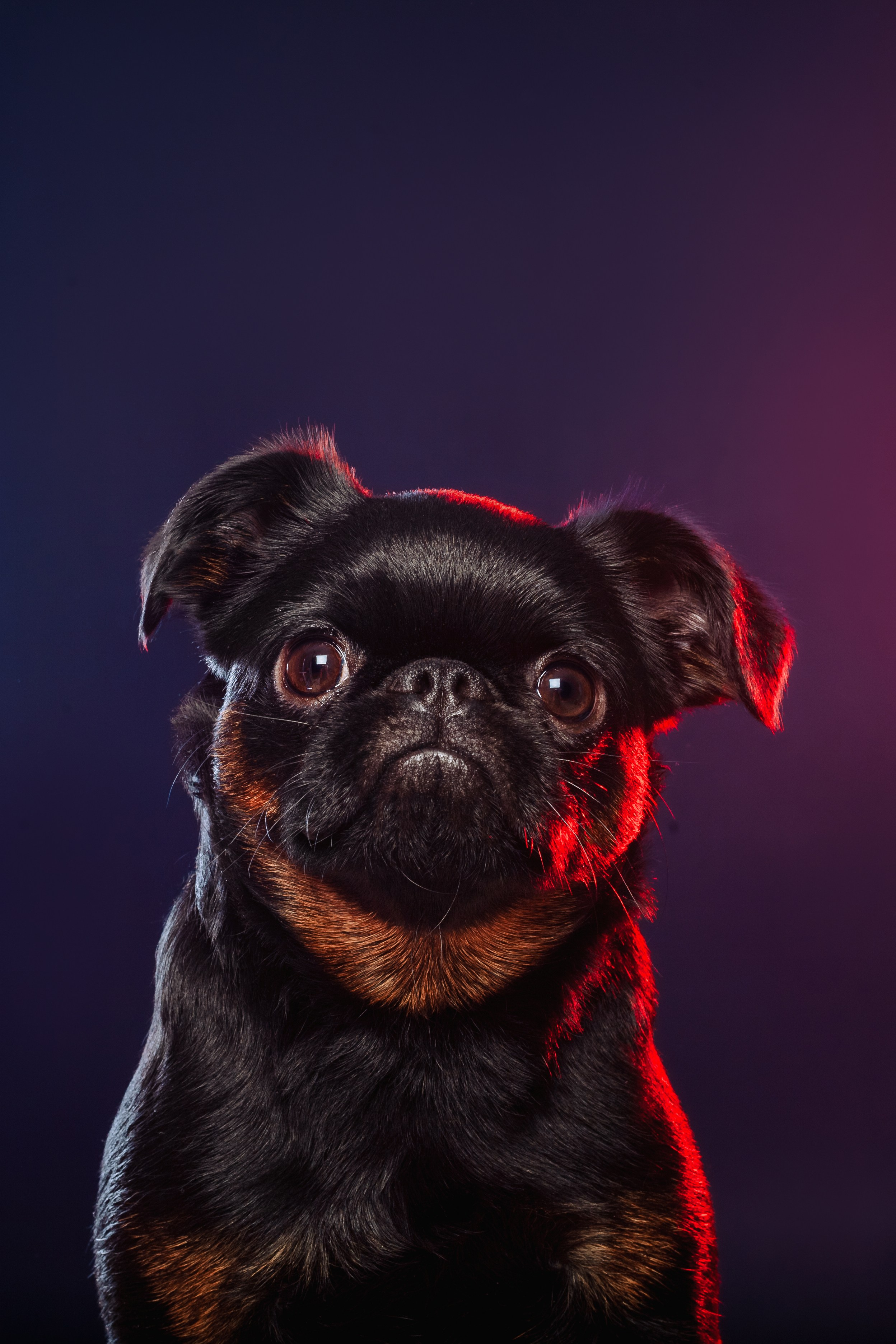 Студийная фотосессия с цветным светом. Фотограф-анималист Татьяна Степанова