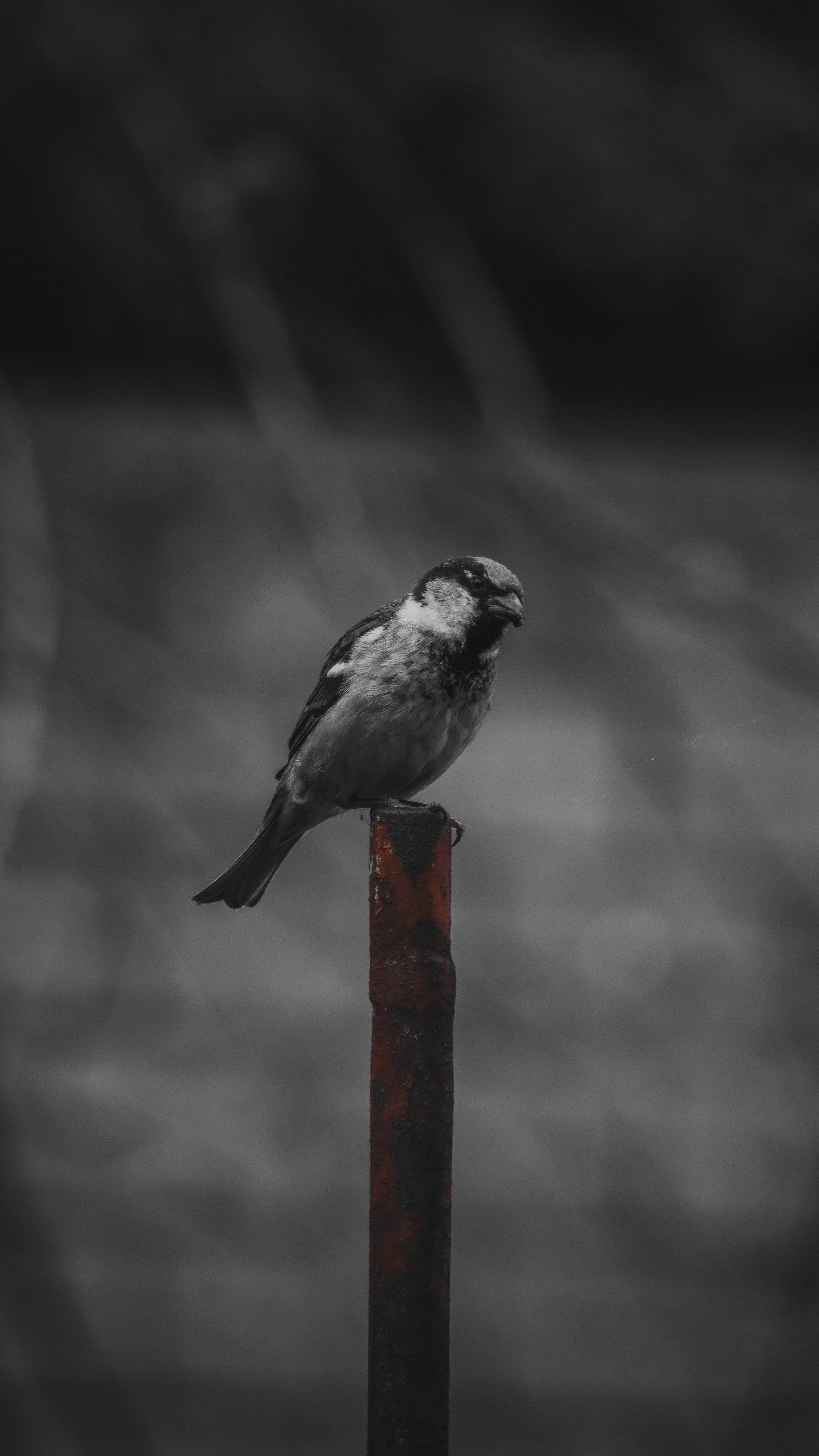 О Д И Н — Ц В Е Т. — Digital Noise —