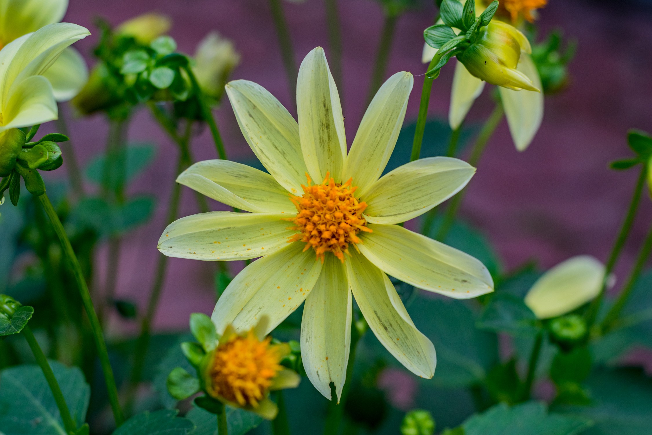 Антон Курдюмов фотограф в Хабаровске Рина Курдюмова фото27 foto27 Антон Дорофеев репортажный репортаж документалист Тони и Рина фотосоздатели Виноградники Хехцир 2024 Хабаровск виноград дикий фермер фермерство дачный сезон