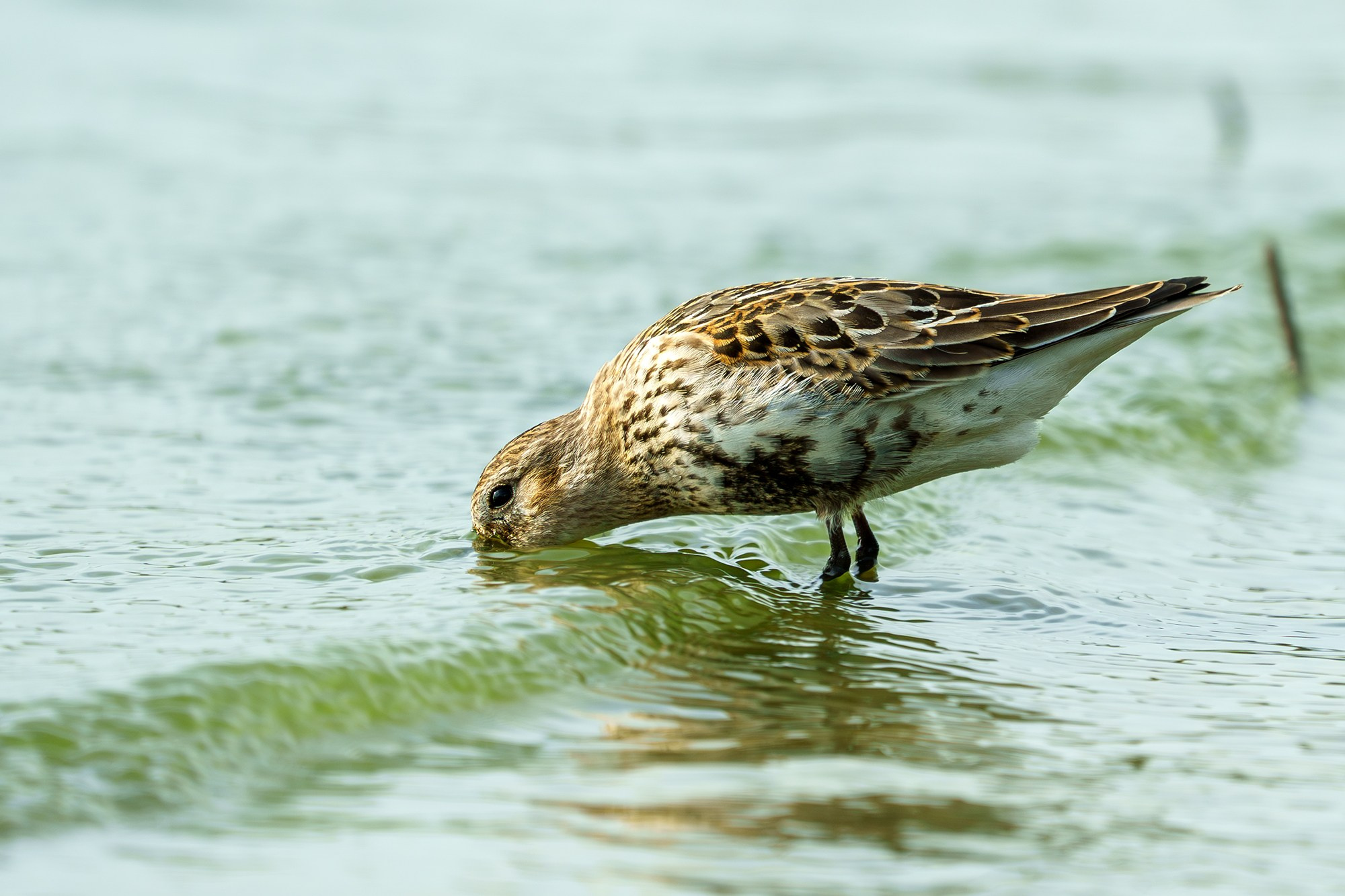 Удивительные мир птиц. Вокруг нас столько прекрасного — присмотритесь!. Ваш личный фотограф Марина Волкова