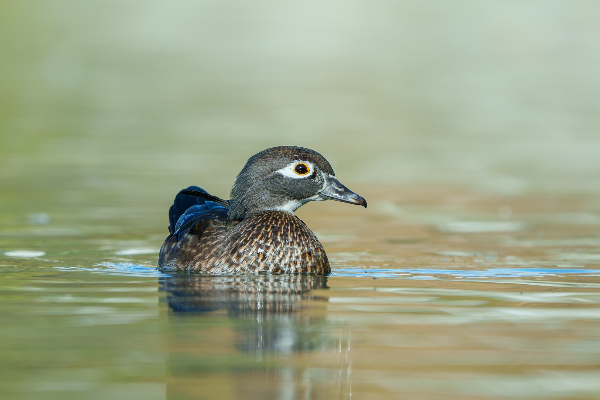 Удивительные мир птиц. Вокруг нас столько прекрасного — присмотритесь!. Ваш личный фотограф Марина Волкова
