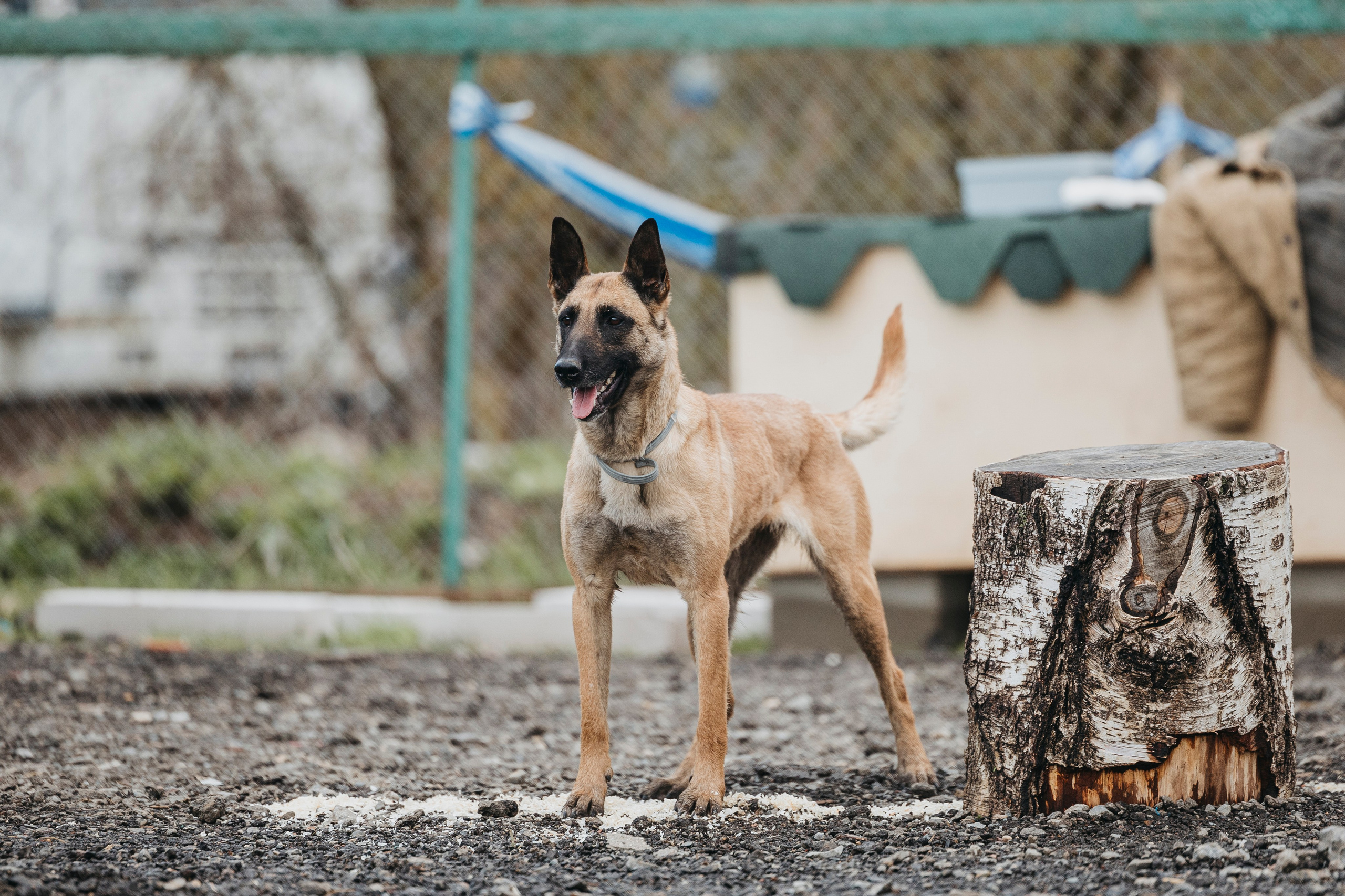 09.05.25 Вологда соревнования. Фотограф-анималист Анна Маринич