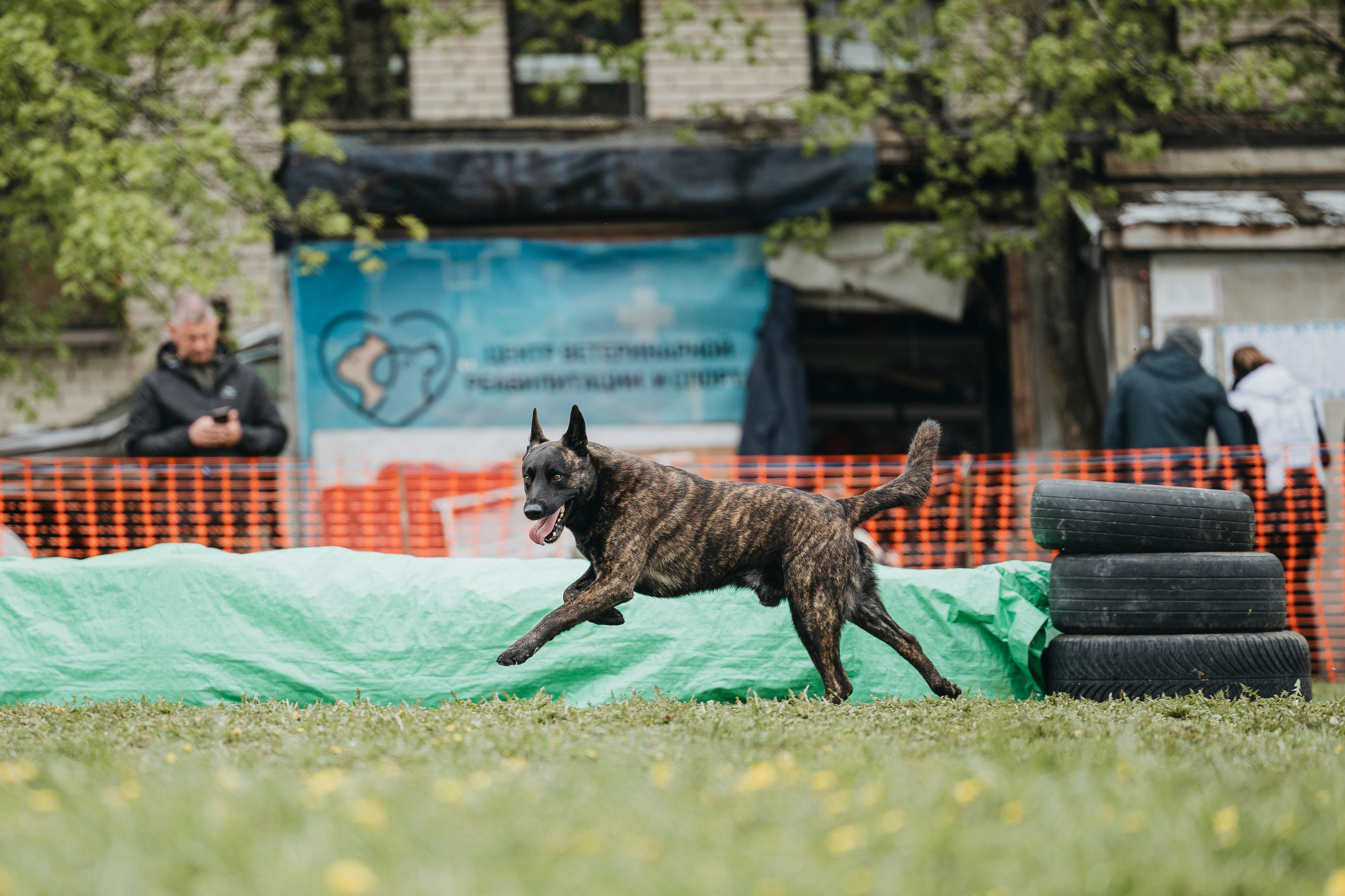 26.05.25 г. Пушкин квалификационные соревнования. Фотограф-анималист Анна Маринич
