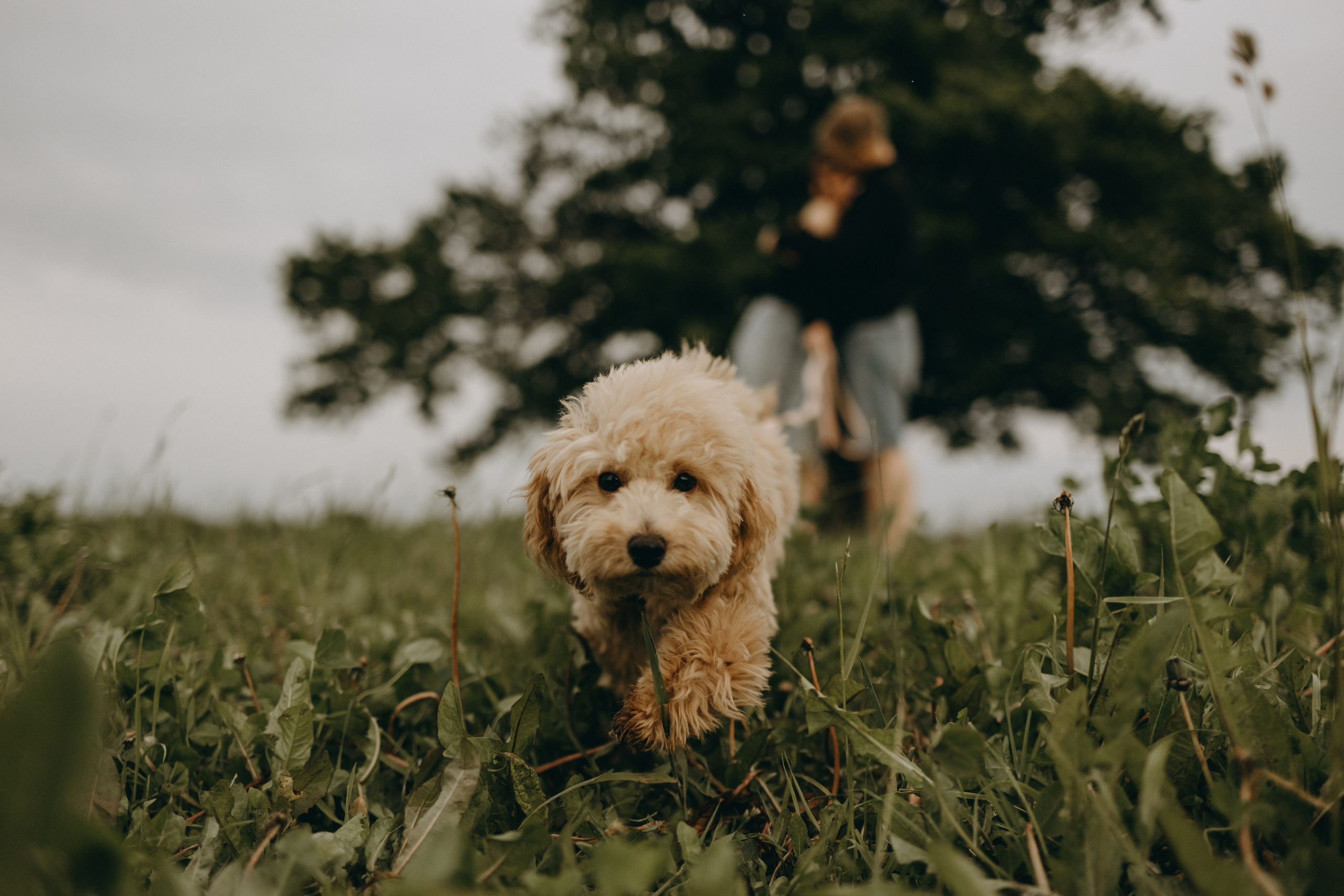 Мия и ее семья. Фотограф — Анималист | Санкт-Петербург