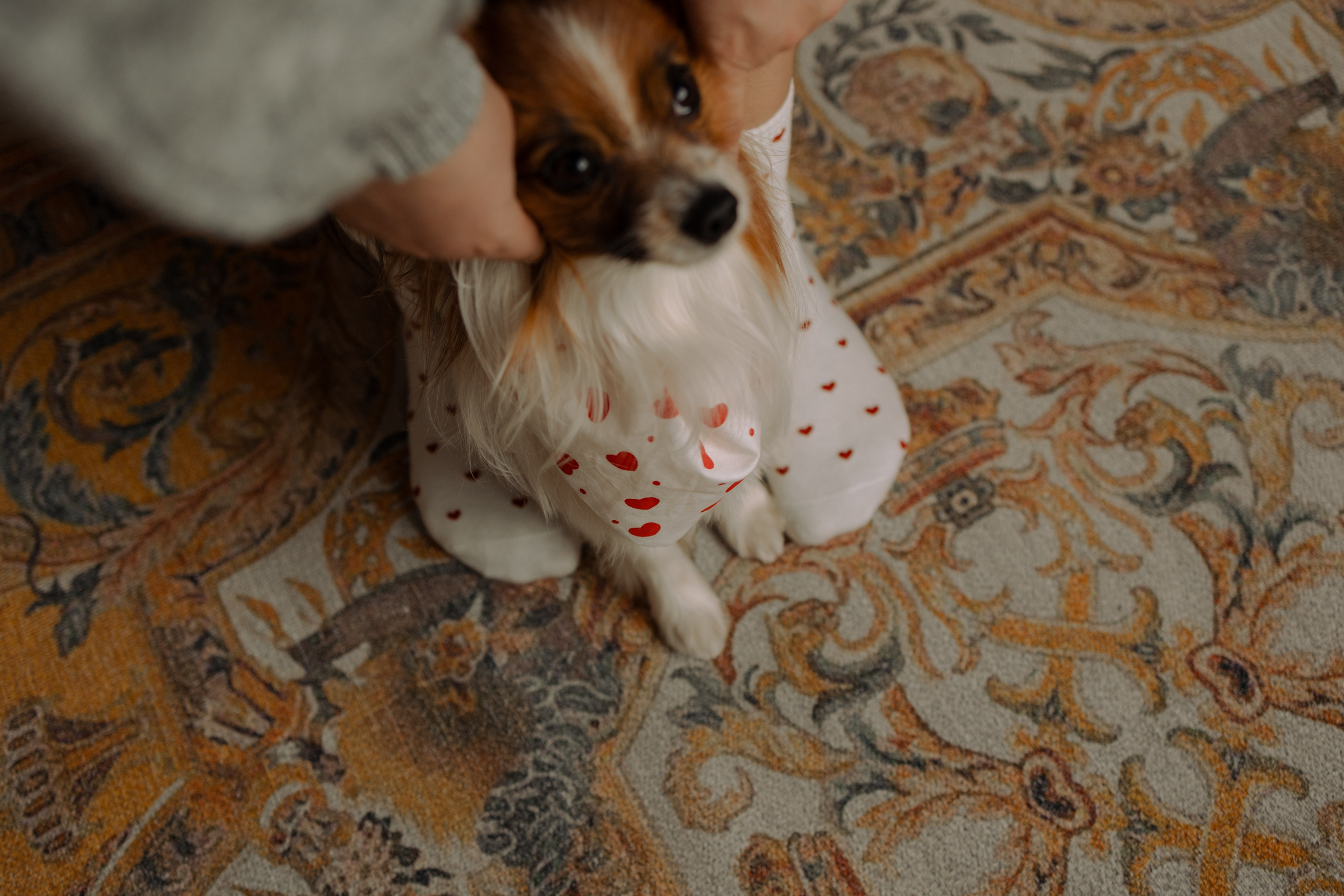 Женя и Брю. Фотограф — Анималист | Санкт-Петербург