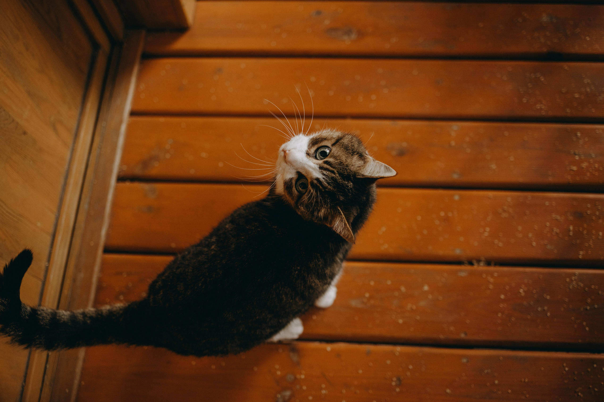 Дом у реки. Фотограф — Анималист | Санкт-Петербург