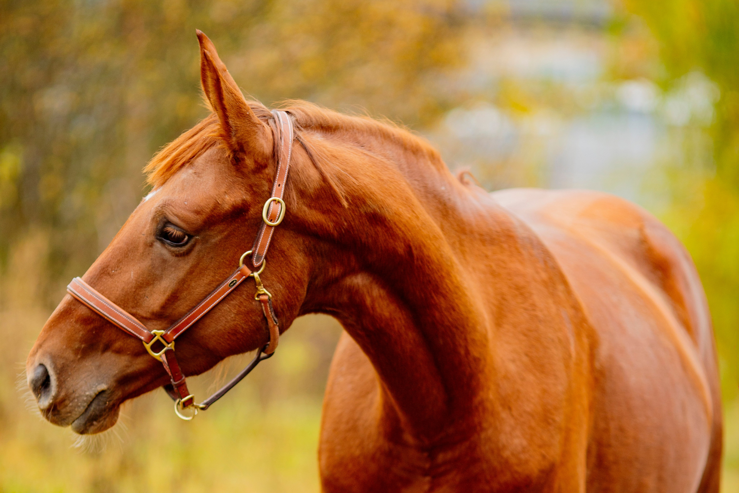 Животные. Фотограф в Москве и в Московской области Сандра