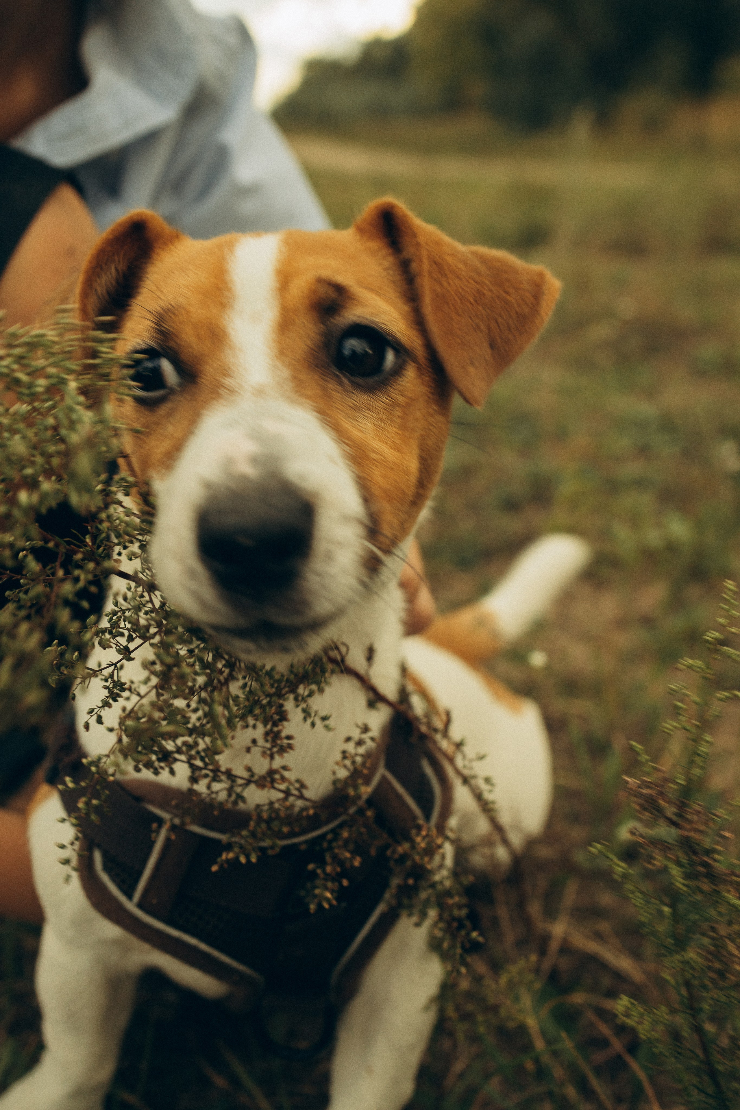 На природе. Семейный фотограф Новосибирск Фотограф на выписку Новосибирск