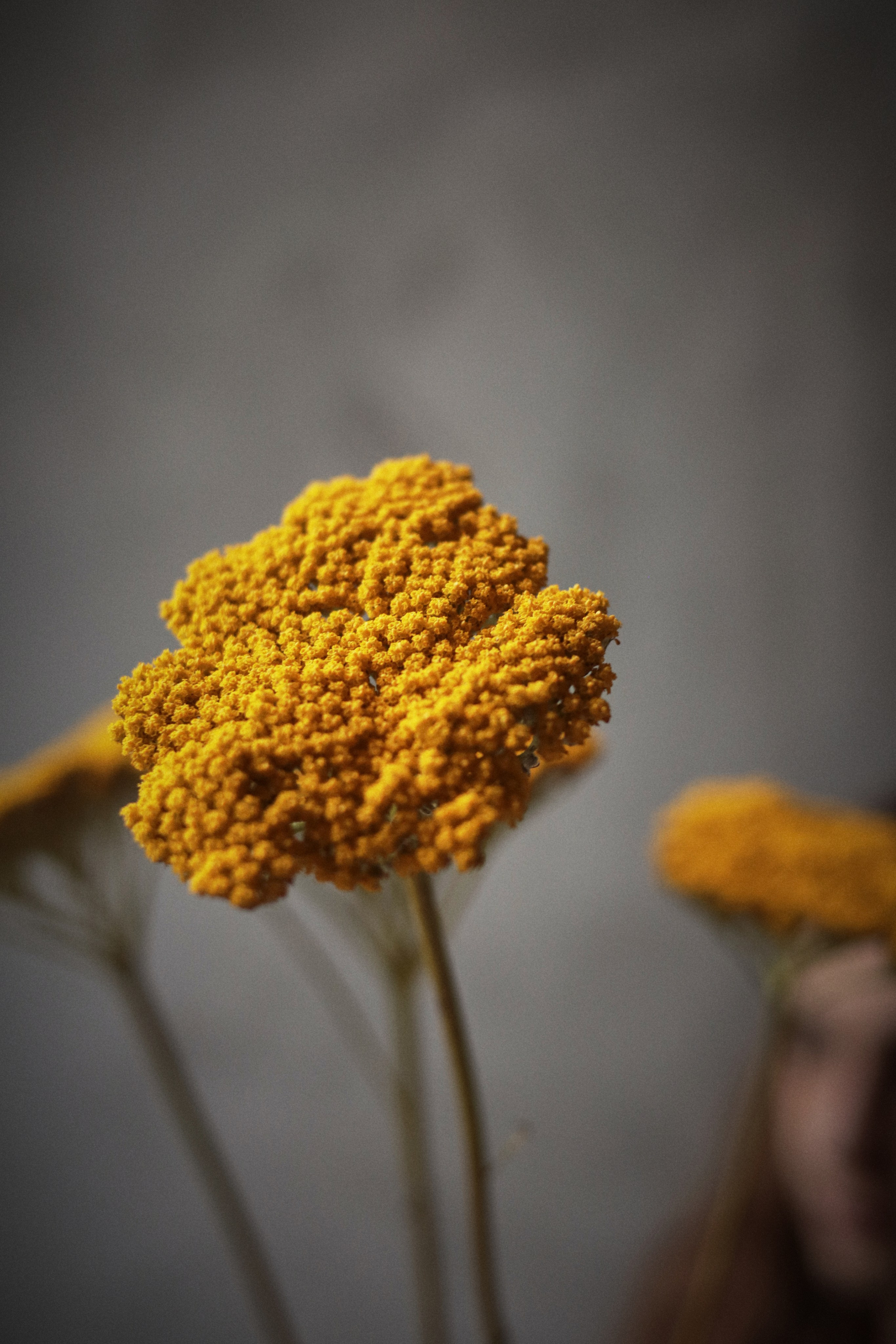 Flowers. Виктория Калугина — фотограф и видеомейкер в Москве
