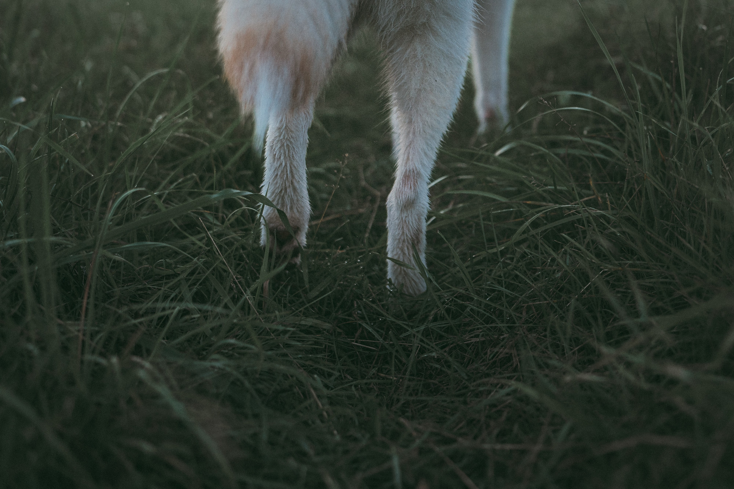 Мария и Джесси. Фотограф анималист в Москве и Санкт-Петербурге Свиридова Анна