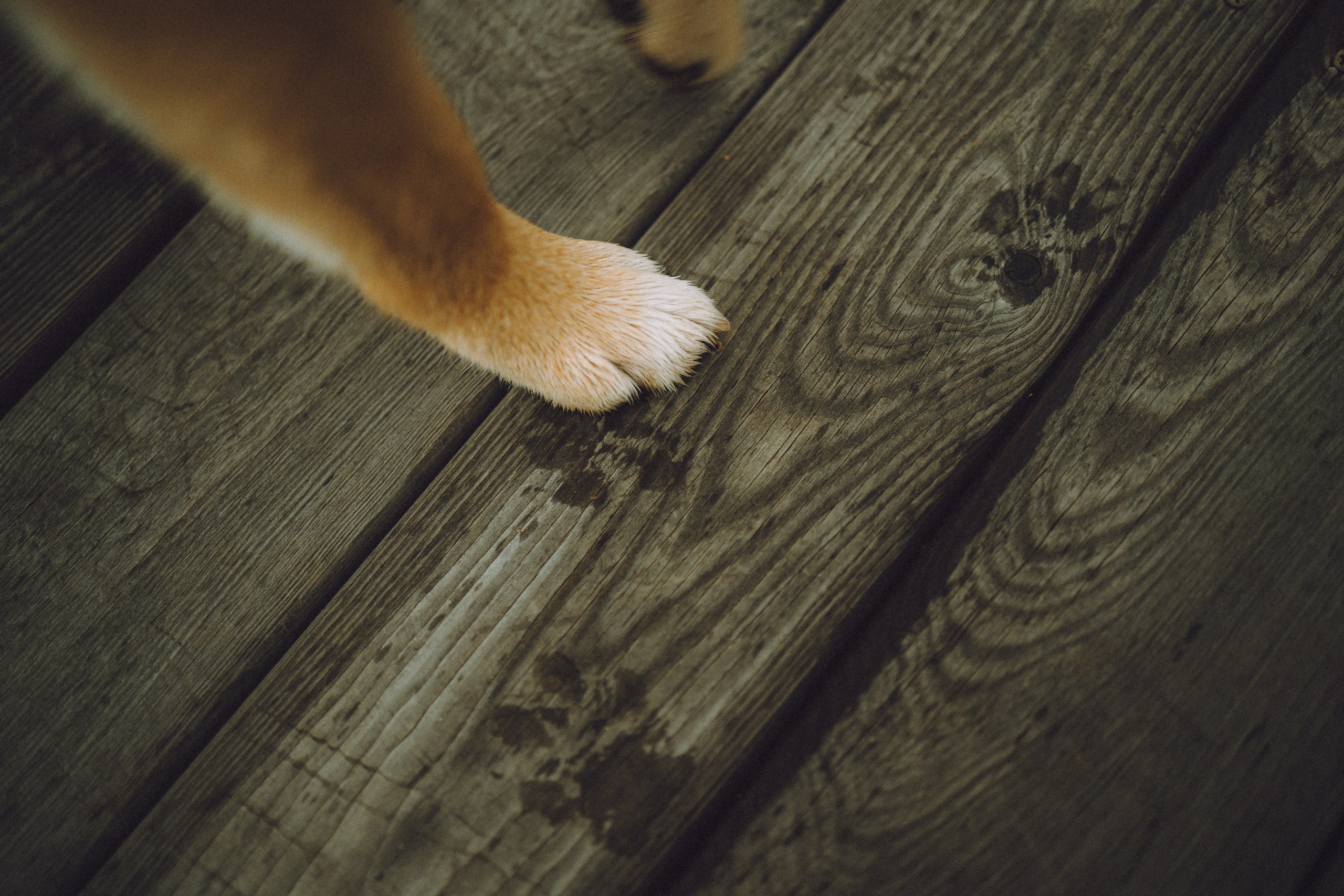 Настя, Юра и Скай