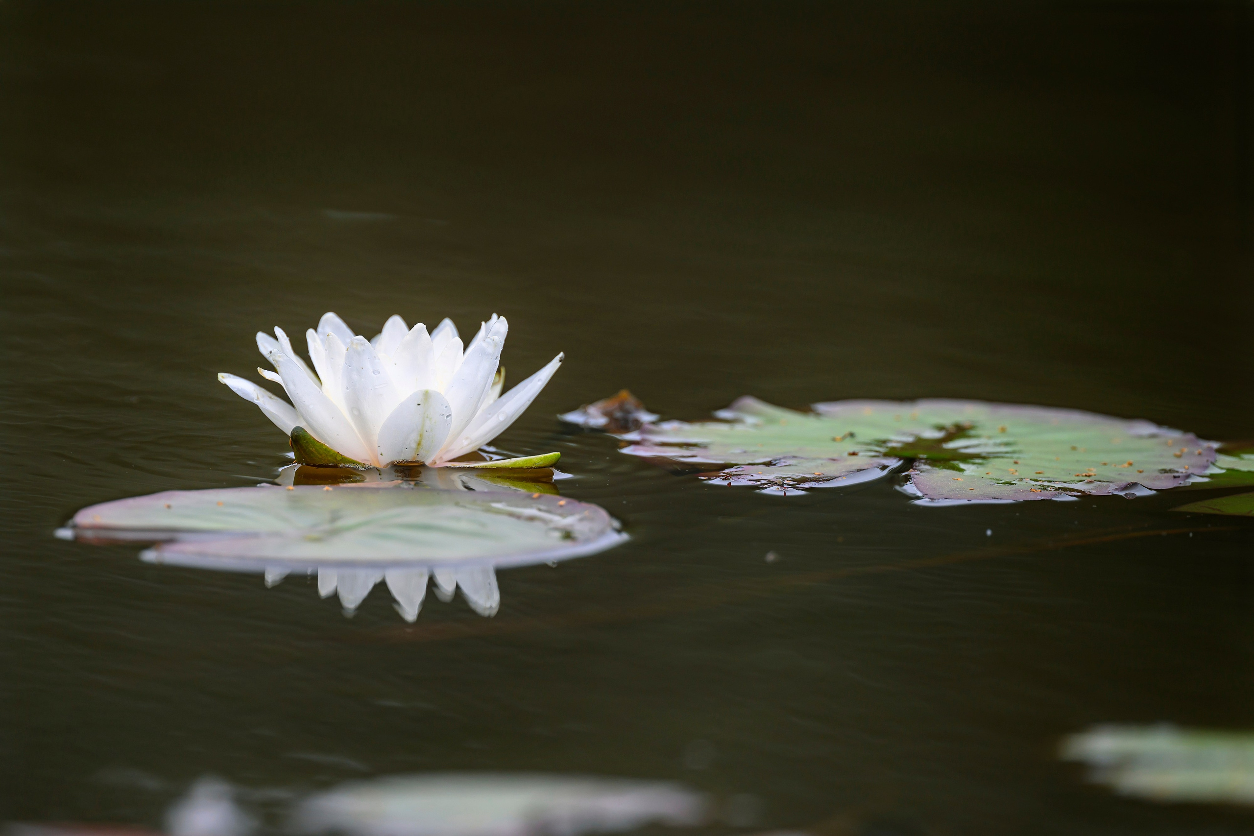 Красавки, цапли, утки: Парк Ближняя дача. Wildlife photography by Sergey Puponin